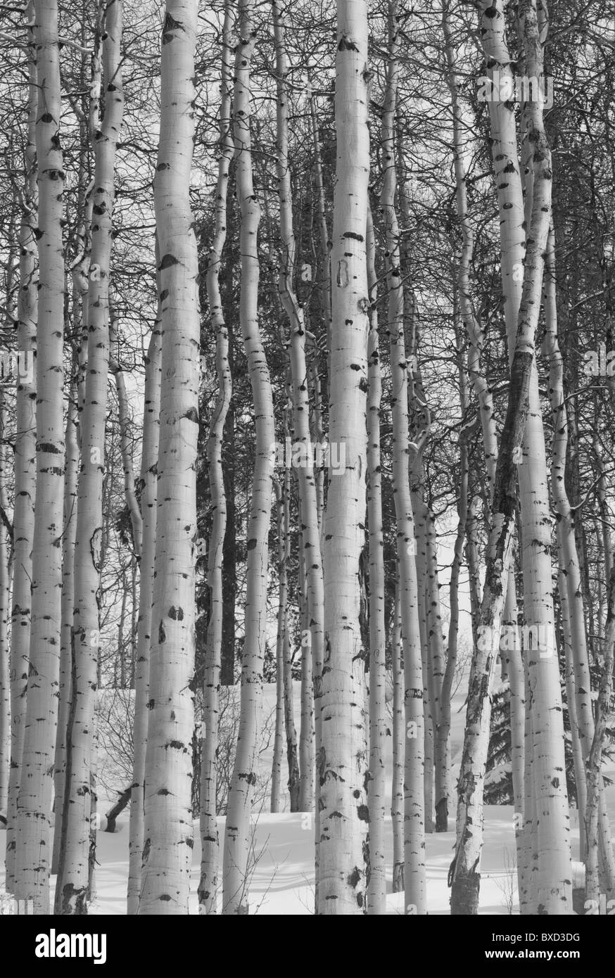 Winterwald in Vail, Colorado Stockfoto
