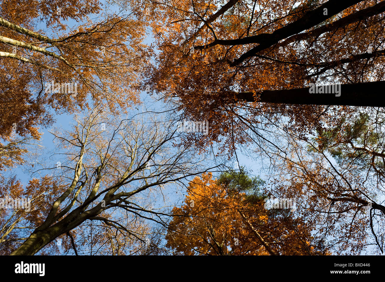 Herbstliche Bäume, Zloty Potok, Polen Stockfoto