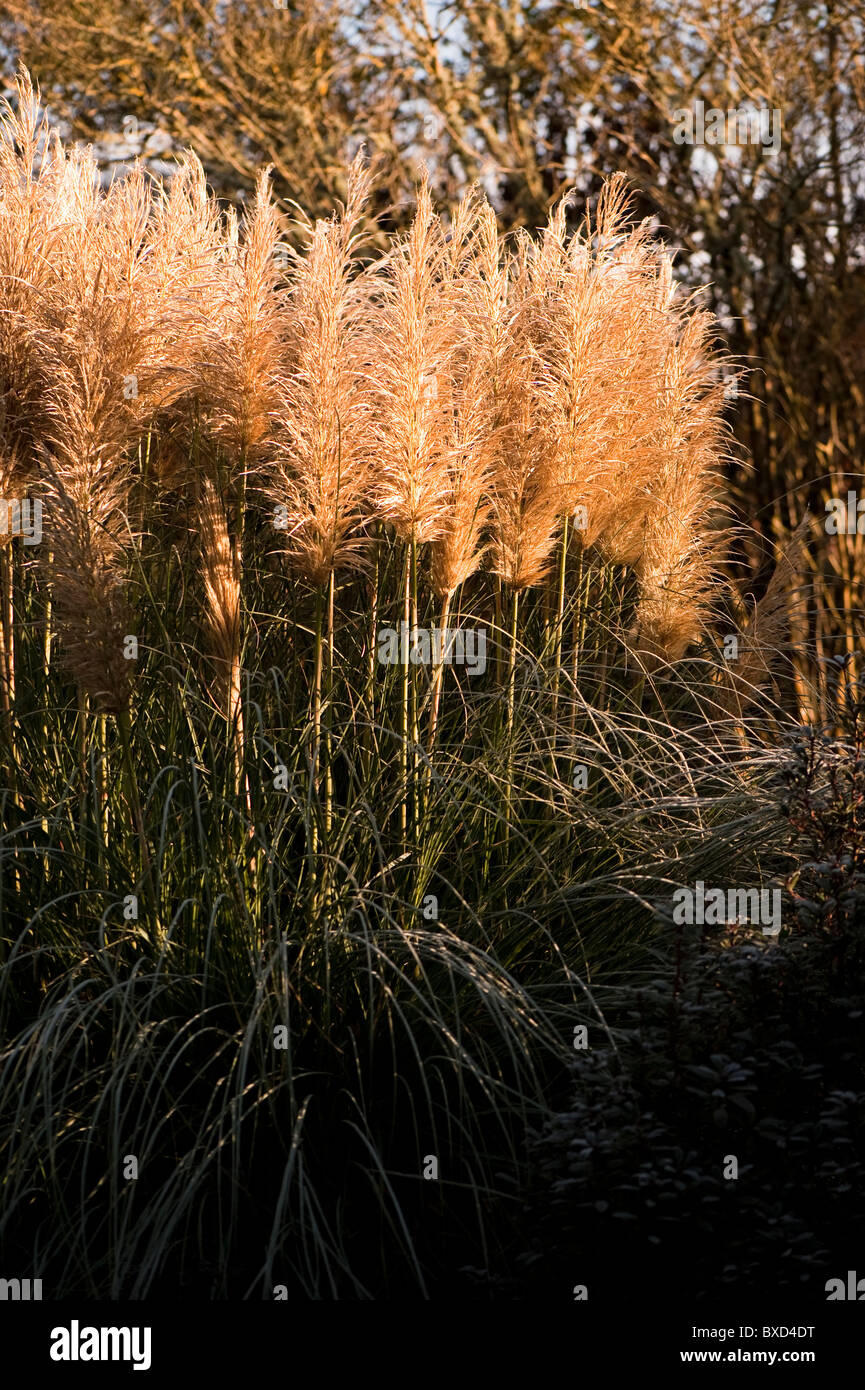 Cortaderia Selloana 'Pumila' Pampasgras, im November Stockfoto