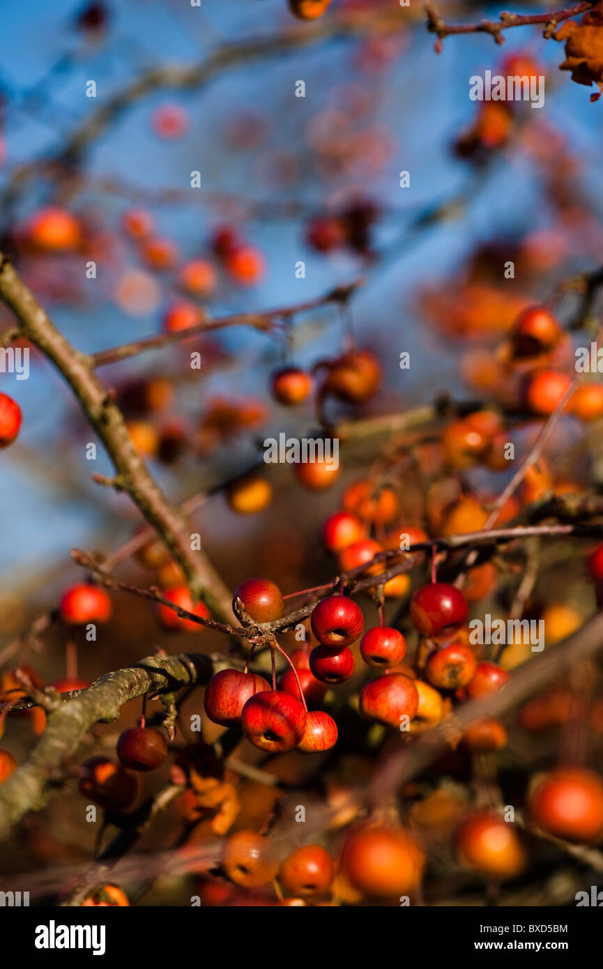 Malus 'Evereste', Crab Apple Tree in Frucht im November Stockfoto