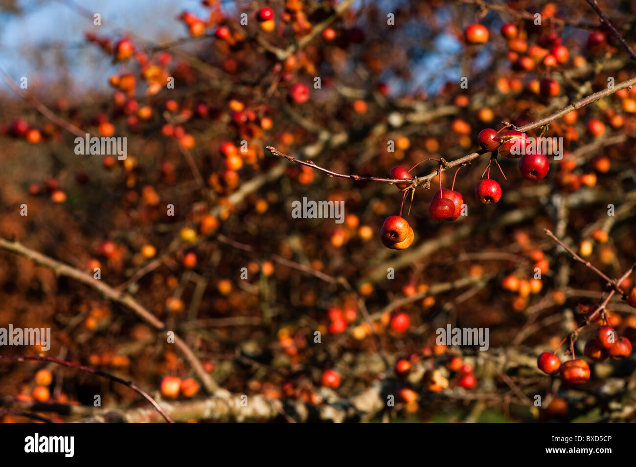 Malus 'Evereste', Crab Apple Tree in Frucht im November Stockfoto
