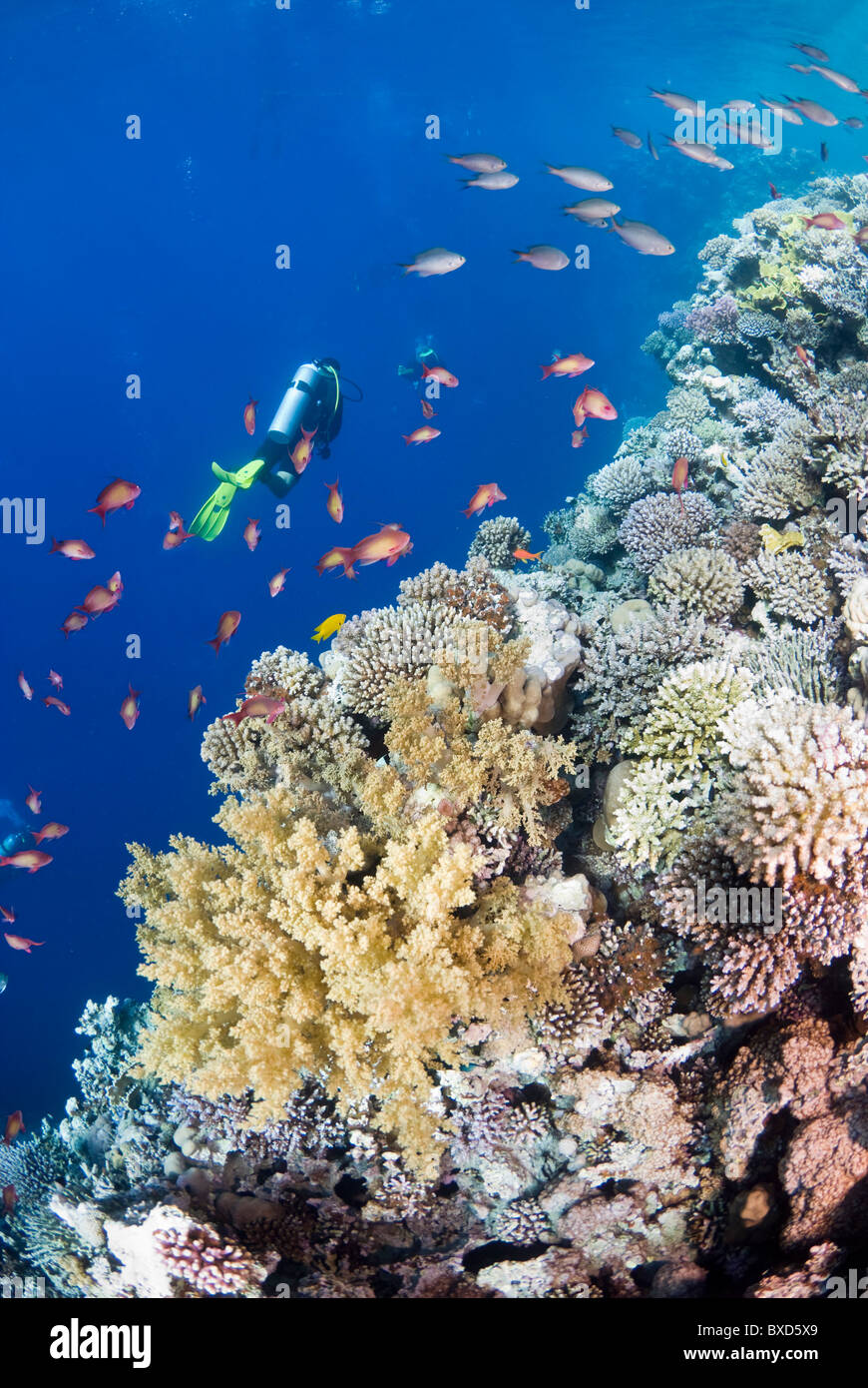 Korallenriff und Taucher, Blue Hole, Dahab, Ägypten, Rotes Meer Stockfoto