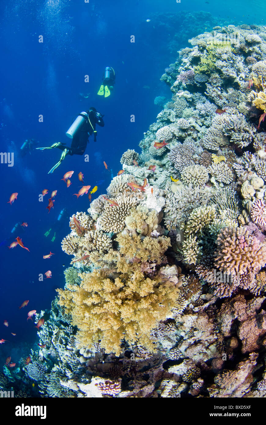Korallenriff und Taucher, Blue Hole, Dahab, Ägypten, Rotes Meer Stockfoto