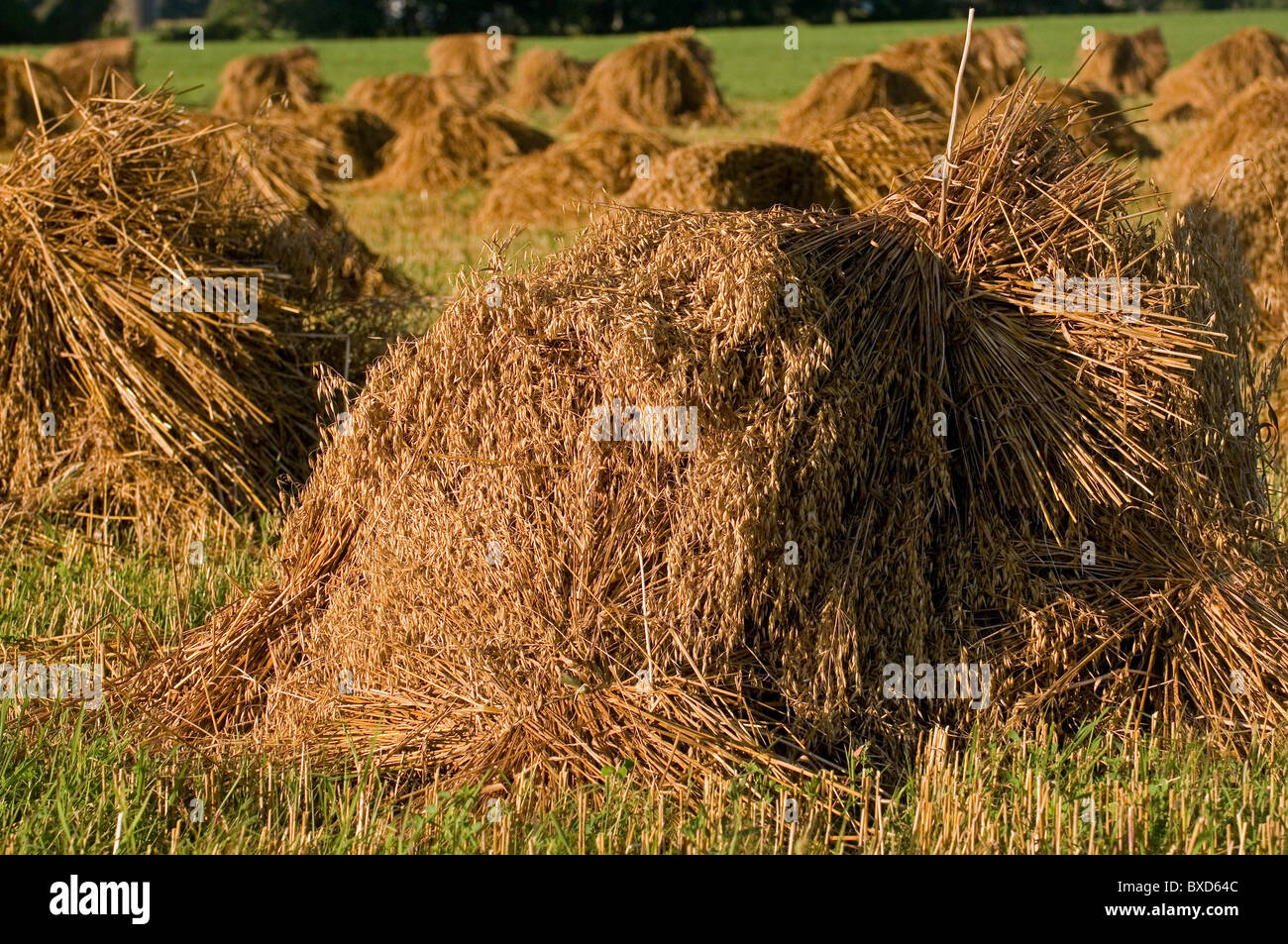 Malerische Bild auf Heuballen im Feld Stockfoto