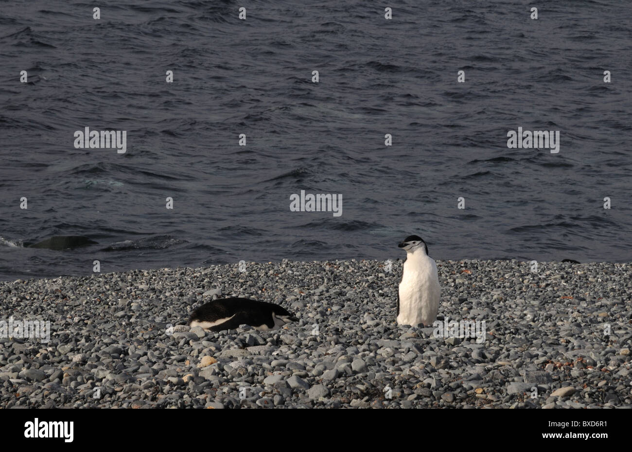 Kinnriemen Pinguine nisten auf Half Moon Island in der Antarktis. Stockfoto