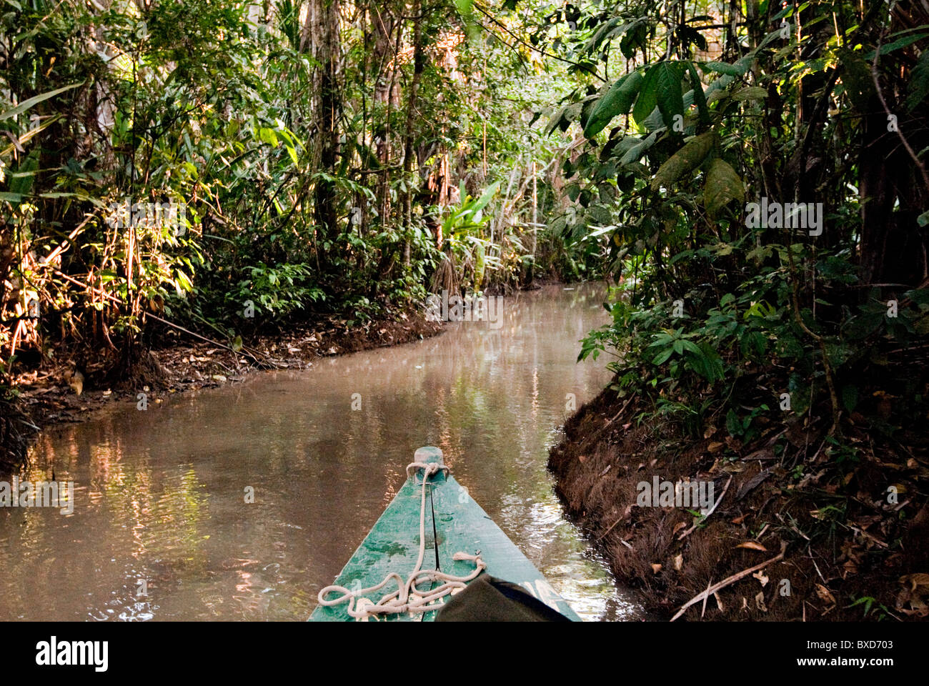 Amazonas-Regenwald, Puerto Maldanado, Peru. Stockfoto