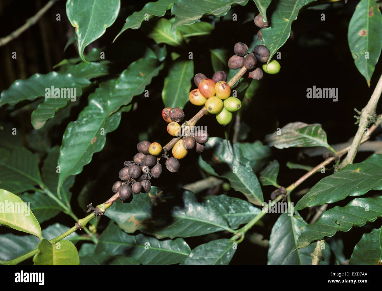 Kaffee-Beere Erkrankung (Colletotrichum Coffeanum) Kaffee Beeren auf den Busch, Kenia Stockfoto