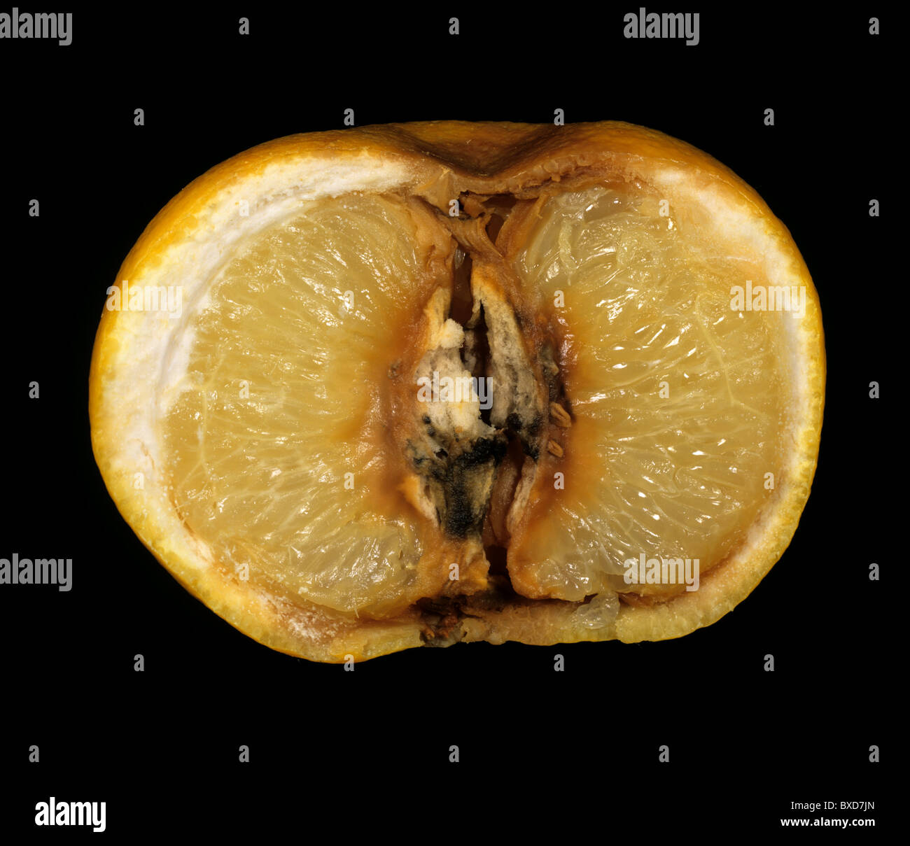 Braunfäule (Phytophthora spp.) an geschnittenen gespeicherten Grapefruit Frucht Stockfoto