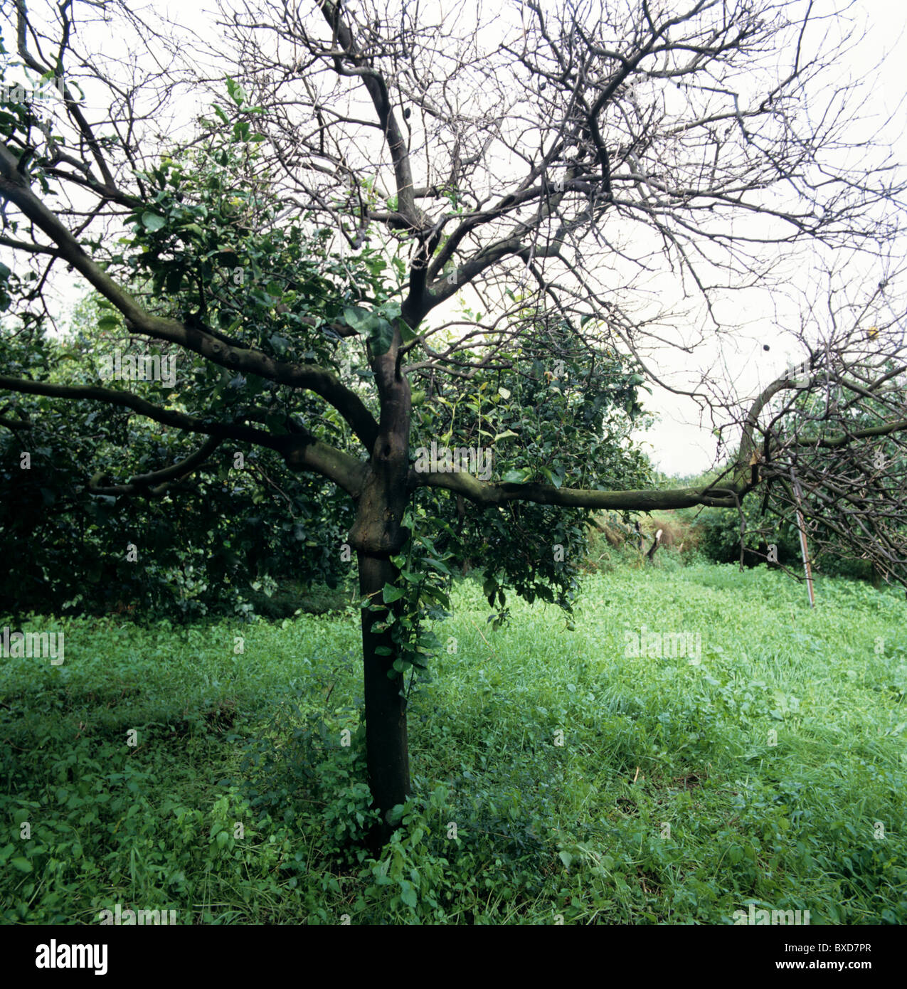 Mal Secco (Phoma Tracheiphila) Kranke, Tote und sterbende Zitronenbaum Stockfoto