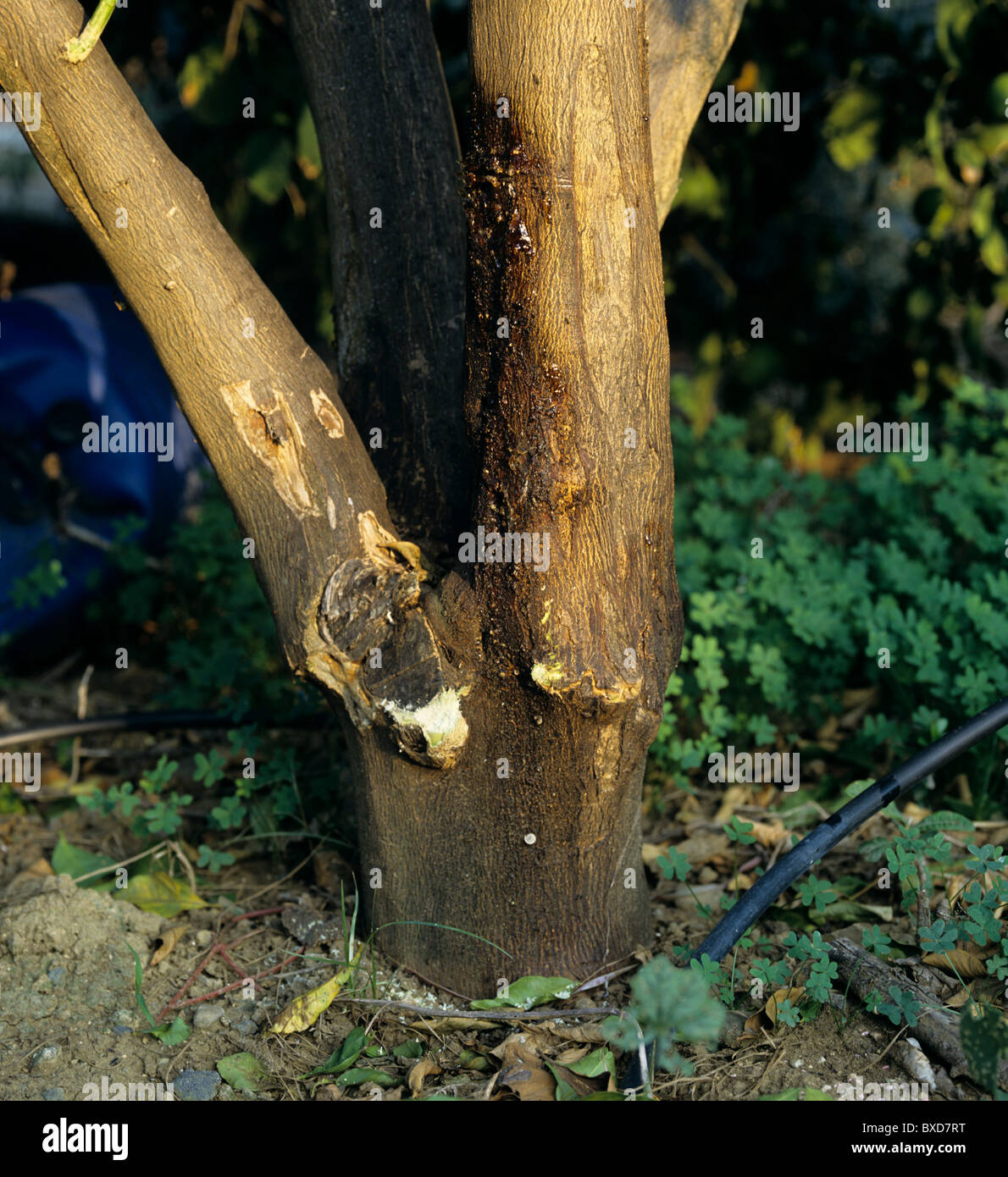 Stamm Gummifluss (Phomopsis Citri) Symptome auf eine infizierte Zitronenbaum, Sizilien Stockfoto