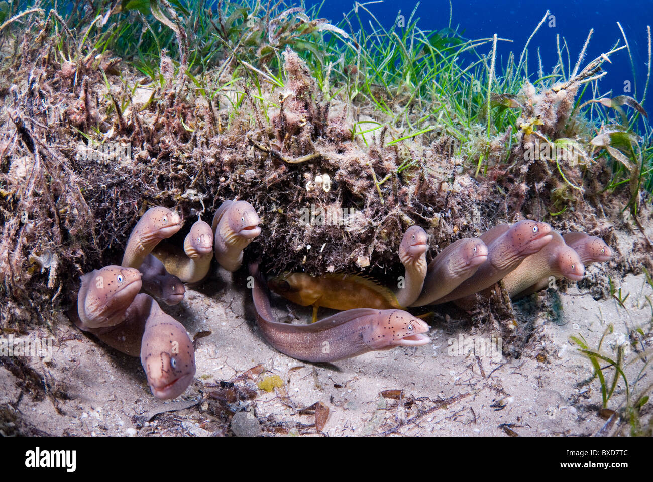 Morey Eels, Taba, Ägypten, Rotes Meer Stockfoto