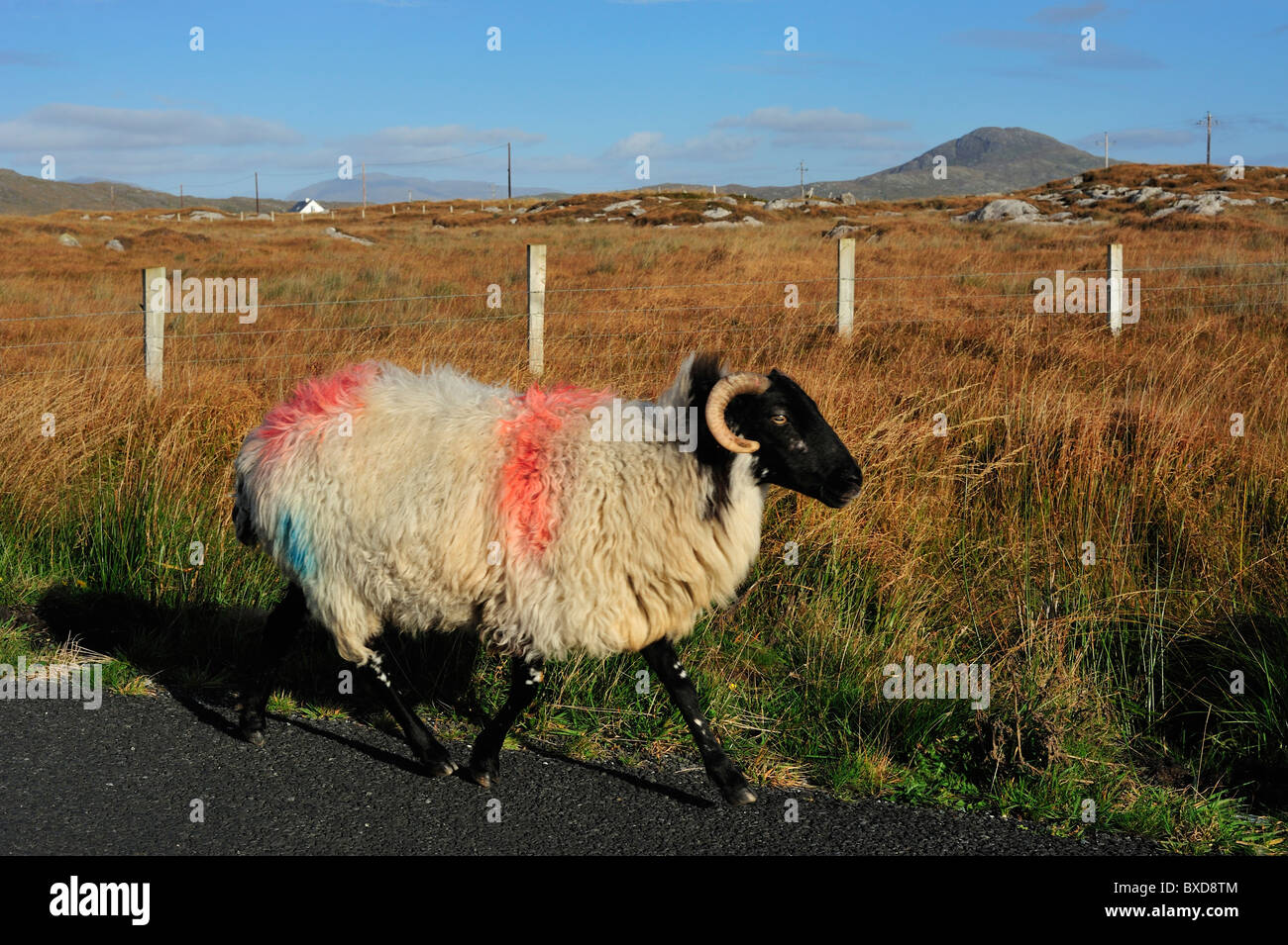 Schafe auf R341, Connemara, Irland Stockfoto