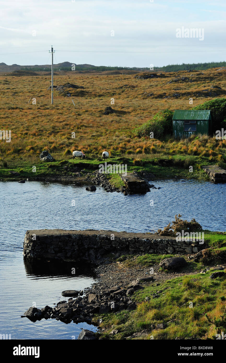 Schafe, Toombeola, R341, Connemara, County Galway, Irland Stockfoto