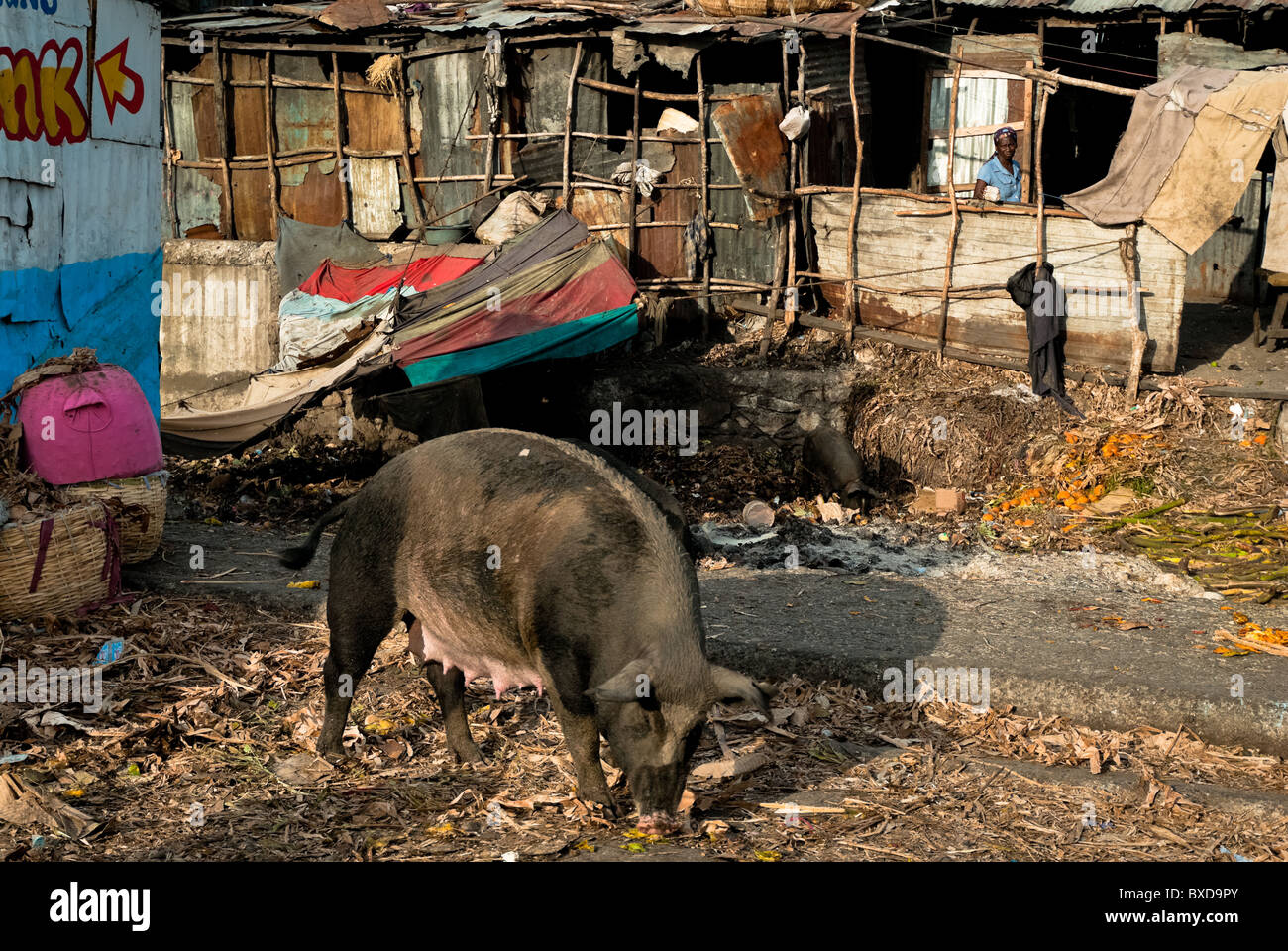 Ein Schwein frisst Müll vor Hütten in einem Elendsviertel innerhalb des Marktes La Saline, Port-au-Prince, Haiti. Stockfoto