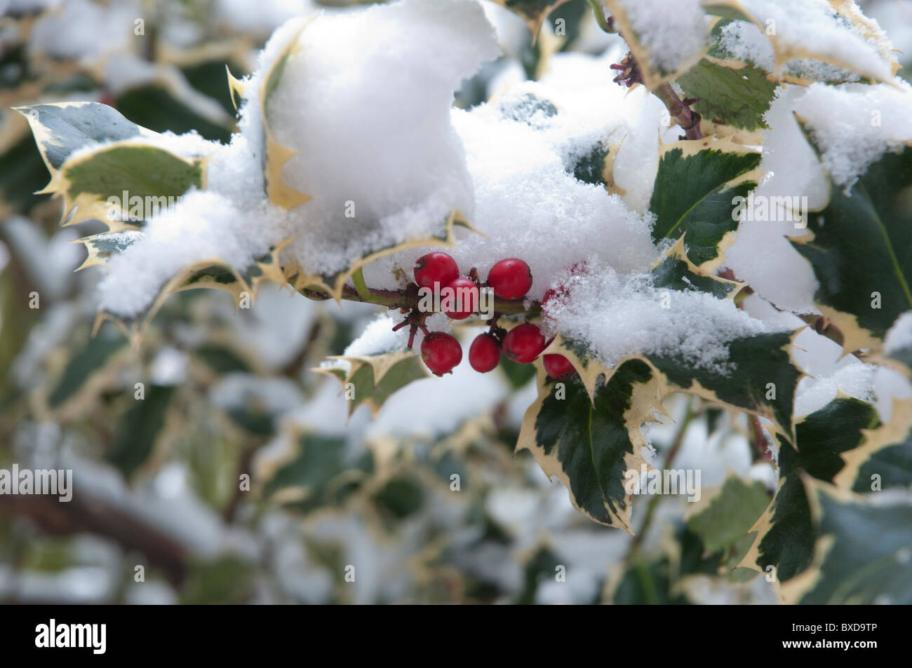 Stechpalme Beeren und Blätter im Schnee Stockfoto