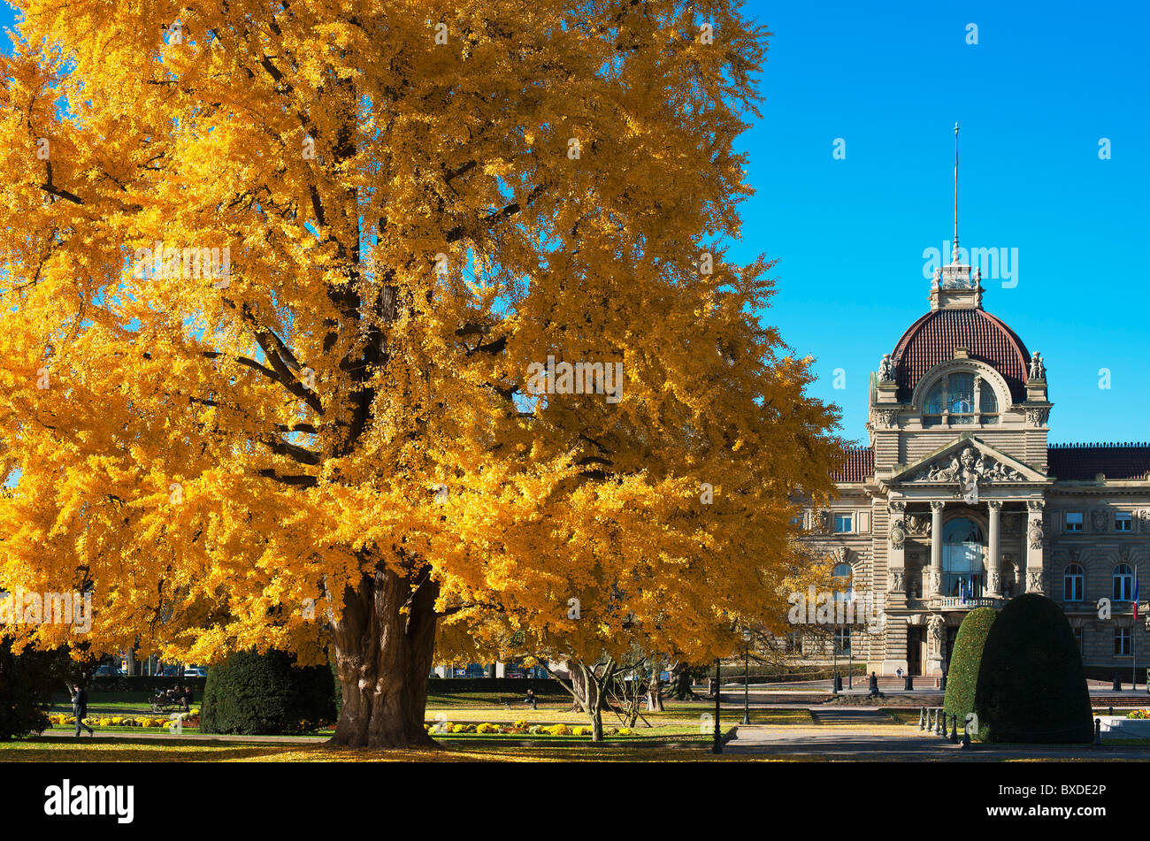 Ginkgo Biloba baum Straßburg, Herbst, Palast der Rhein, Palais du Rhin, Place de la République, Neustadt, Elsass, Frankreich, Europa, Stockfoto
