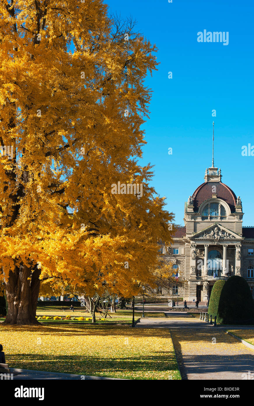 Ginkgo Biloba baum Straßburg, Herbst, Palast der Rhein, Palais du Rhin, Place de la République, Neustadt, Elsass, Frankreich, Europa, Stockfoto