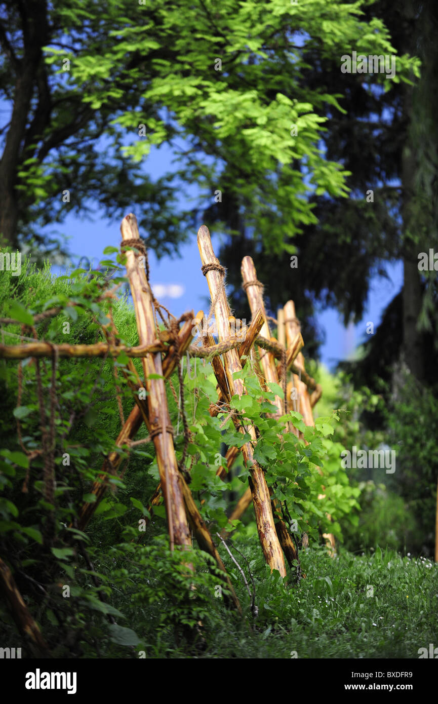 Holzbau für Kletterpflanzen Stockfoto