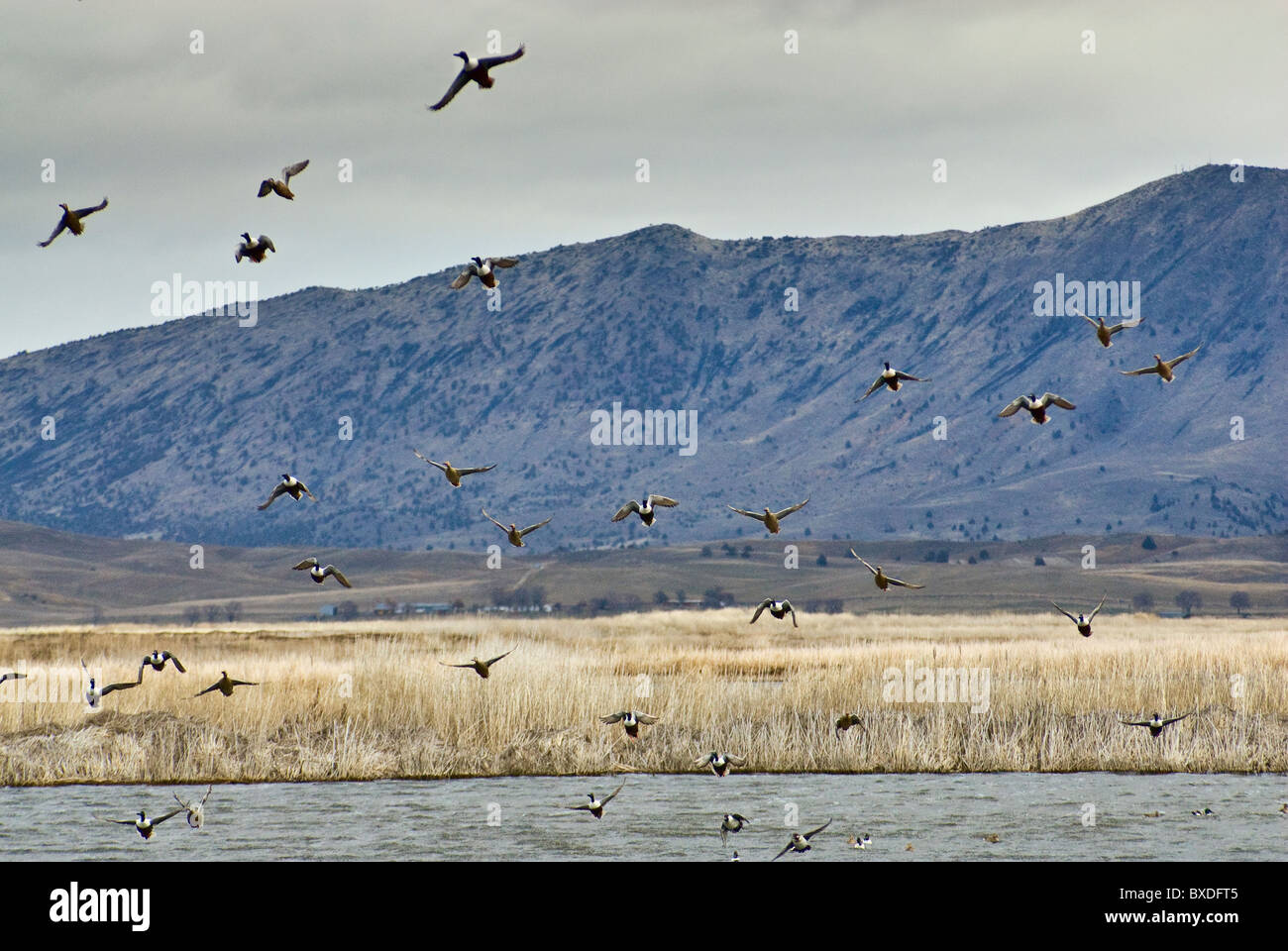 Vogelflug im März am unteren Klamath National Wildlife Refuge, Kalifornien, USA Stockfoto