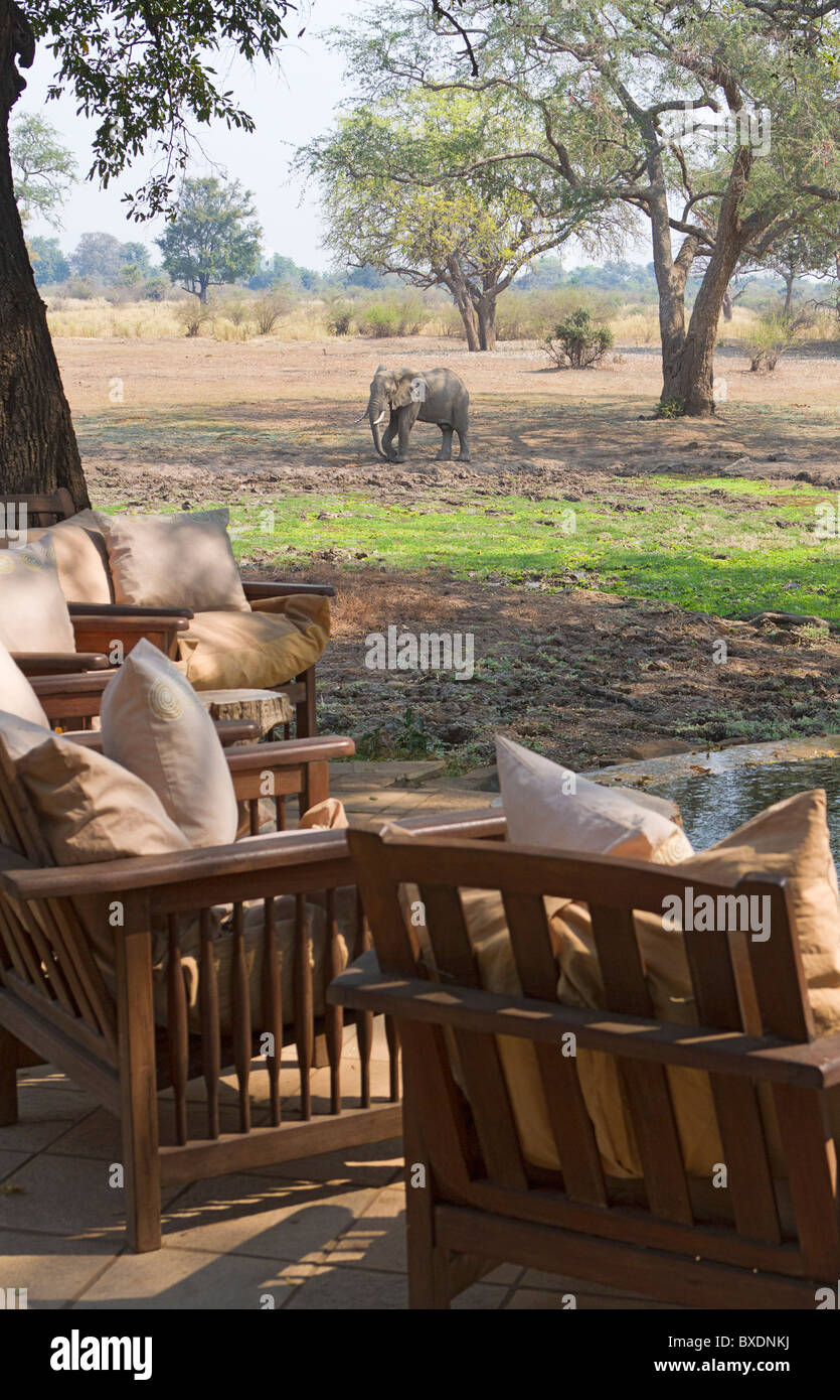 Blick auf wilde Elefanten gesehen vom Deck bei Robin Pope Safari Lodge, South Luangwa Valley, Sambia, Afrika. Stockfoto