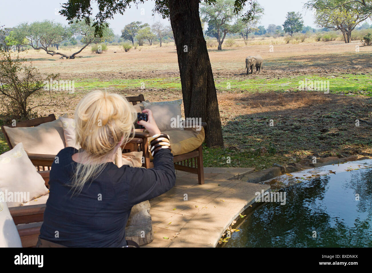 Frau Besucher Uhren Elefanten vom Deck bei Robin Pope Safari Lodge, South Luangwa Valley, Sambia, Afrika Stockfoto