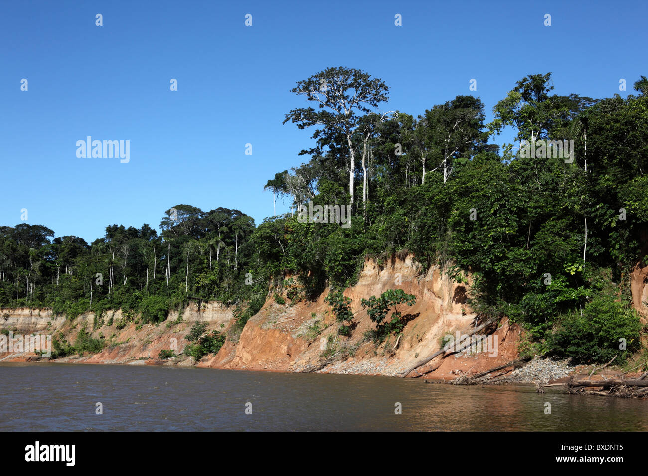 Tropischer Regenwald am Ufer des Flusses Tuichi in der Nähe der Chalalan Ecolodge, Madidi National Park, Bolivien Stockfoto