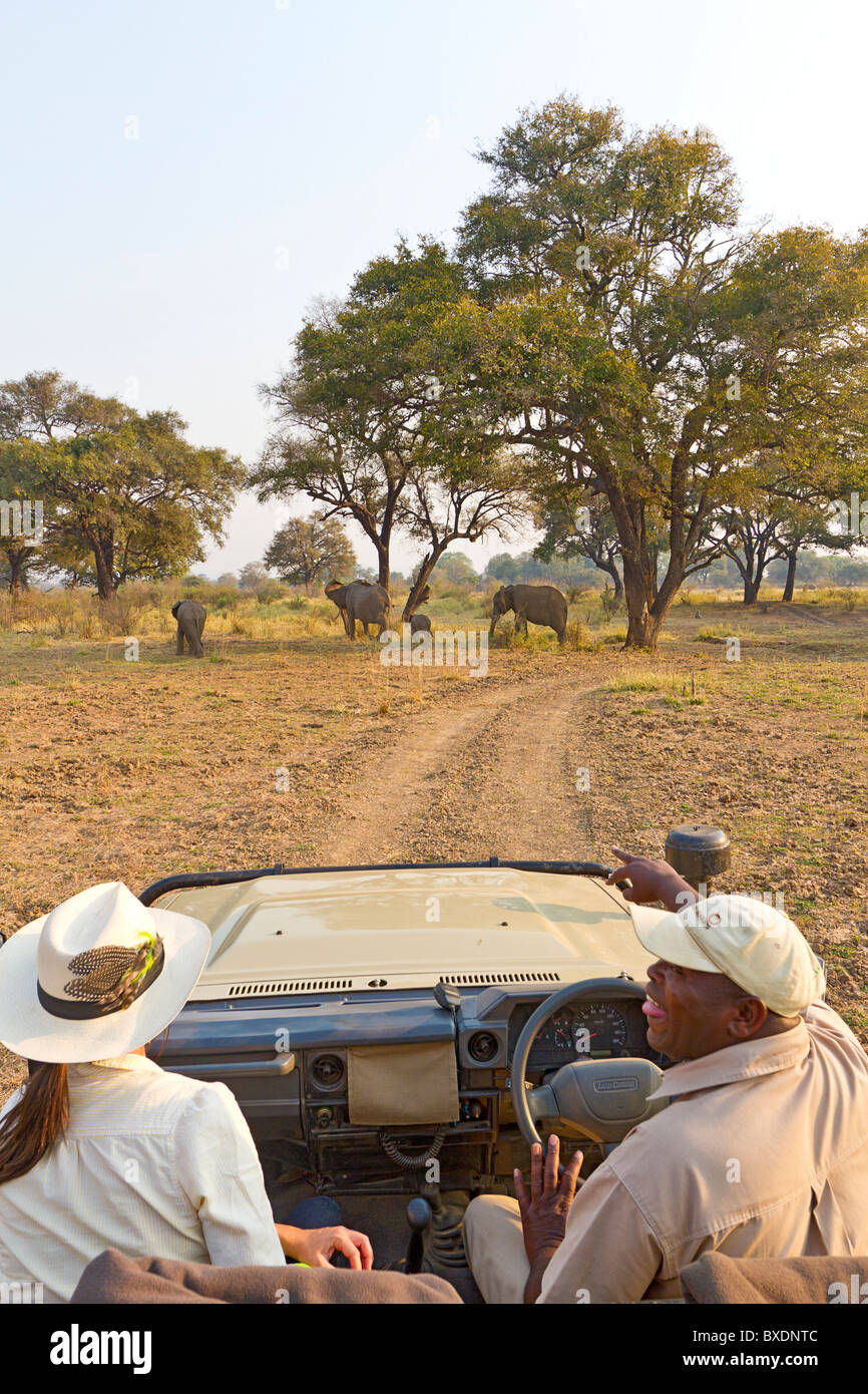 Auf Safari im South Luangwa Nationalpark, Sambia. Besucher sehen wilde Elefanten aus der Sicherheit ihrer Safari-Fahrzeug. Stockfoto