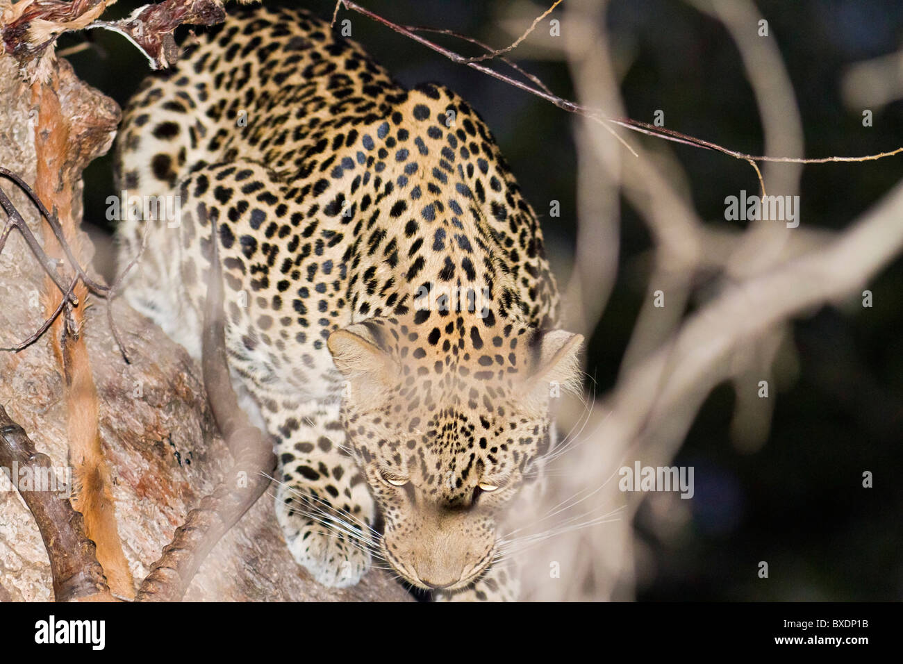 Weibliche Leoparden klettert einen Baum in der Nacht nach Schlemmen auf einem frisch getöteten Impala in South Luangwa Nationalpark, Sambia, Afrika. Stockfoto