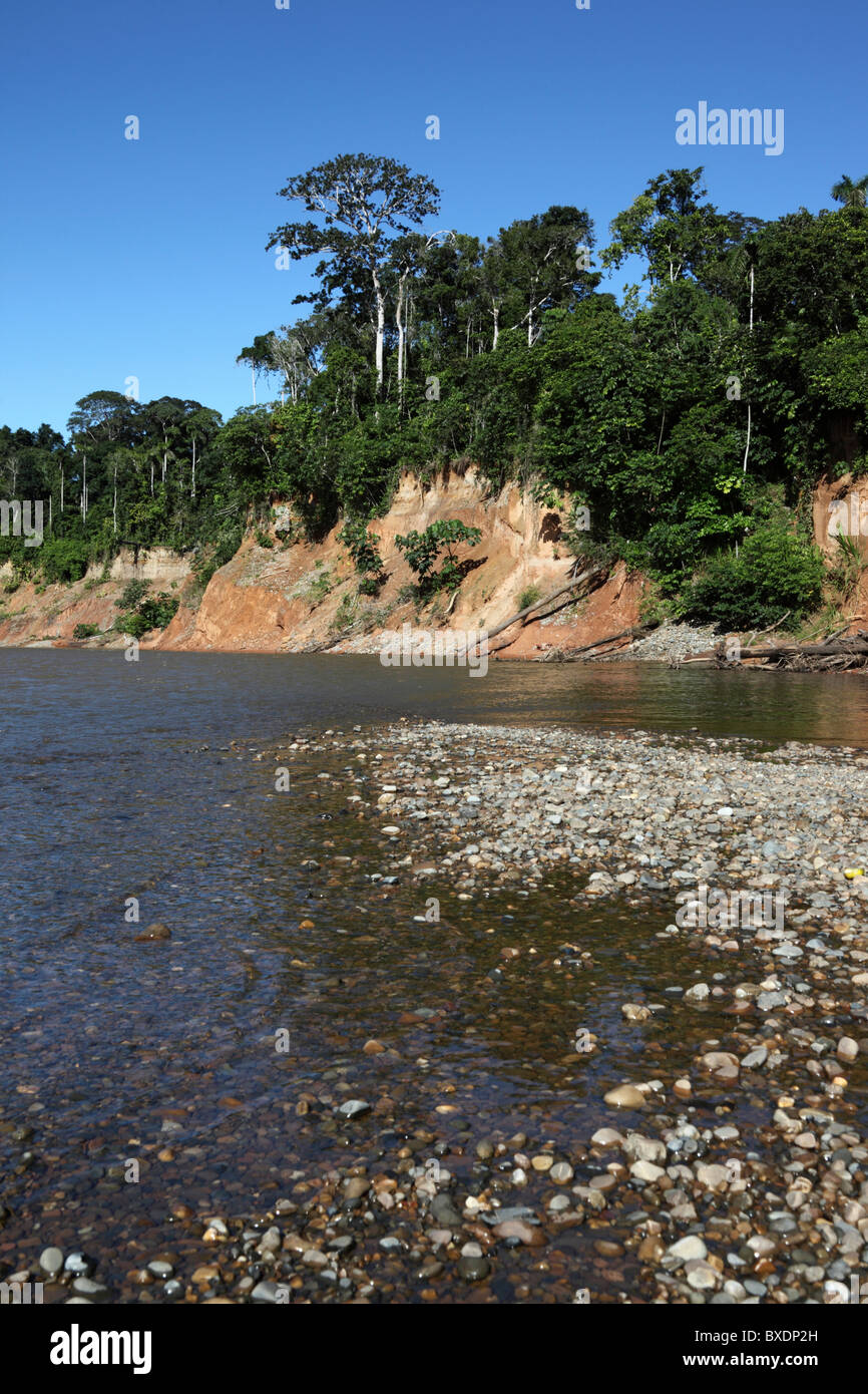 Tropischer Regenwald am Ufer des Flusses Tuichi in der Nähe der Chalalan Ecolodge, Madidi National Park, Bolivien Stockfoto