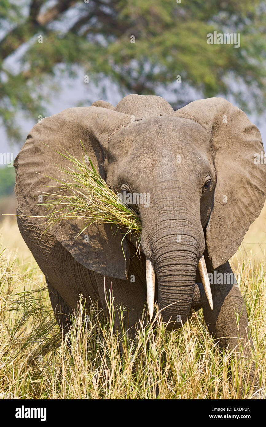 Ein Elefant spielt mit einem Kofferraum voller getrocknetem Gras in South Luangwa Nationalpark in Sambia. Stockfoto