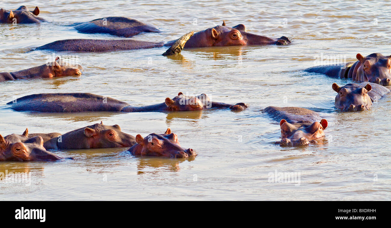 Nilpferde schwimmen in den Luangwa Fluss nur Höfen von Norman Carr Safaris Kakuli Bush Camp, Sambia, Afrika. Stockfoto