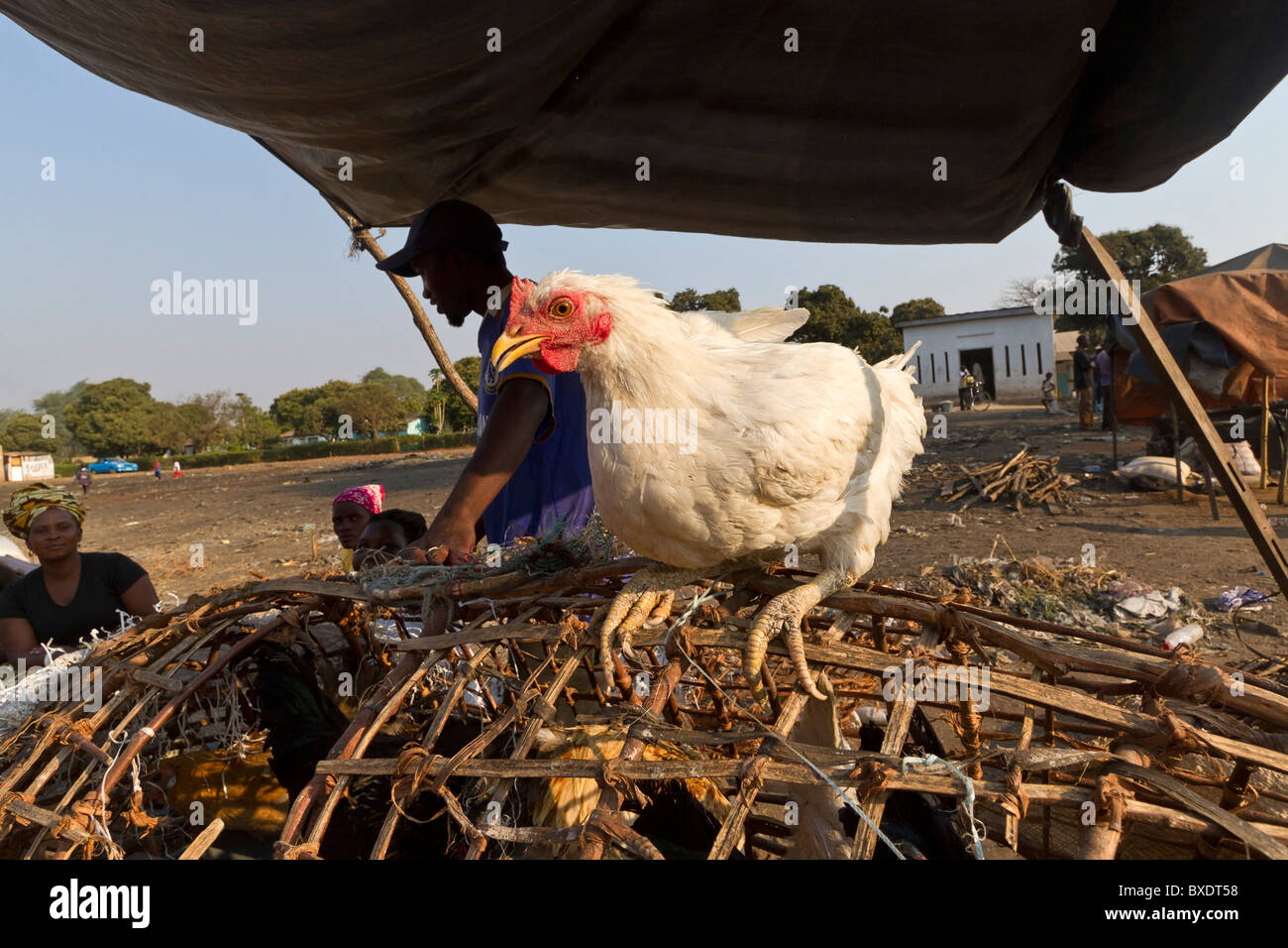 Hühner zum Verkauf an Maramba Markt in Livingstone. Stockfoto