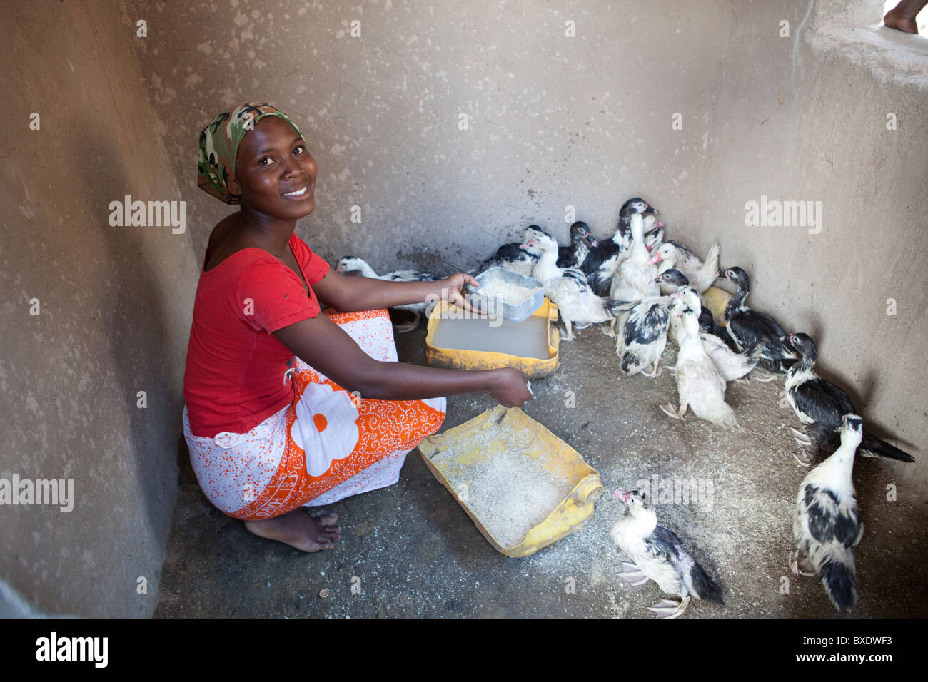 Eine junge Frau füttert ihr Enten in Dodoma, Tansania, Ostafrika. Stockfoto