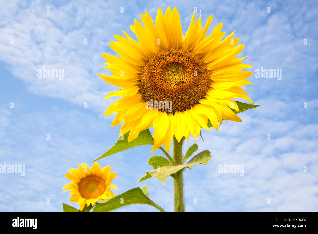 schöne gelbe Sonnenblume mit Biene und Cloud Hintergrund Stockfoto
