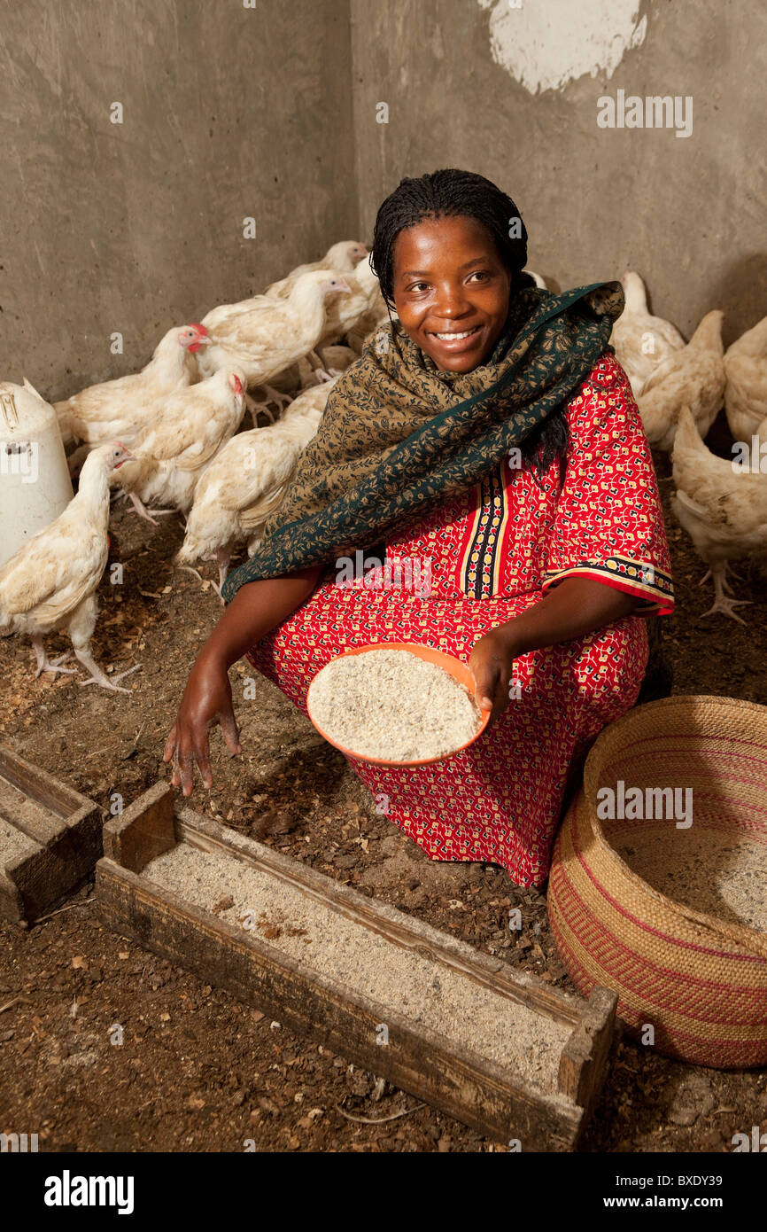 Frau Claria Mwanyika ernährt ihre Hühner in Iringa, Tansania, Ostafrika. Stockfoto
