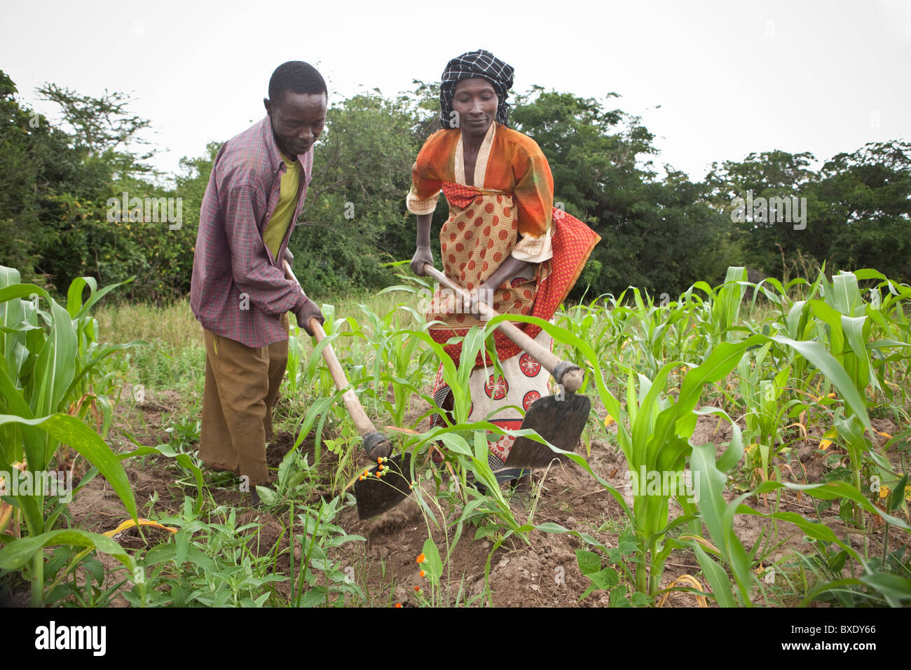 Frau Khabitu Ally Mkude und ihr Ehemann, Herr Said Habitu, neigen die Felder auf ihrer Farm außerhalb Iringa, Tansania, Ostafrika. Stockfoto