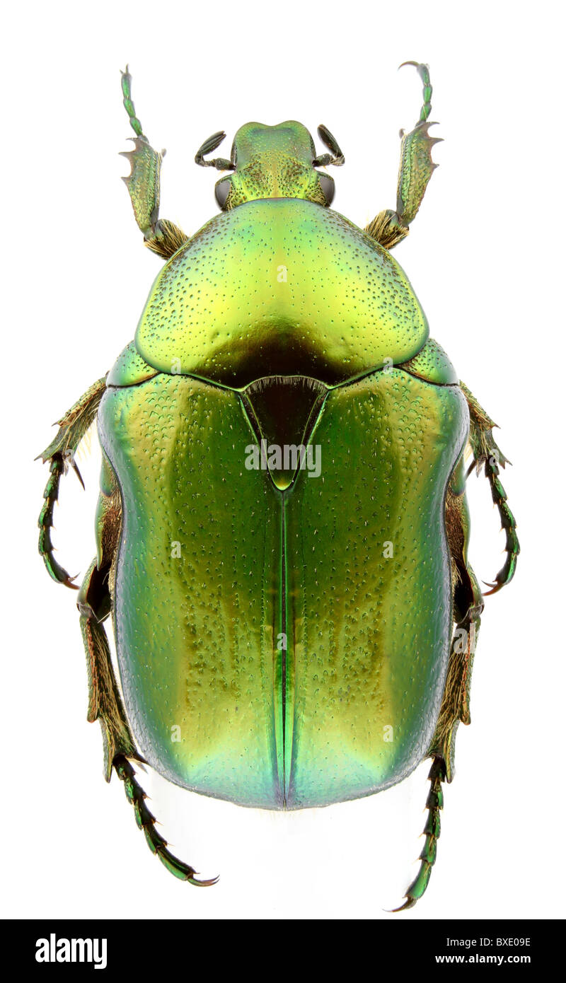 Cetonia Aurata (Rose Chafer) isoliert auf einem weißen Hintergrund. Stockfoto