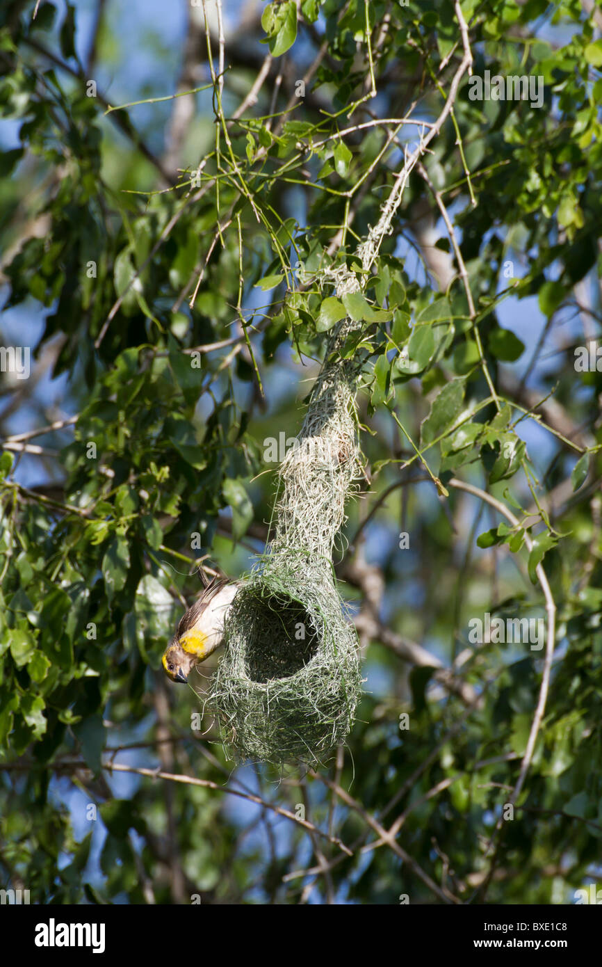 Baya Weaver (Ploceus Philippinus) am Nest am Yala NP, Sri Lanka. Scharfes Bild mit Canon 500mm f4 L Objektiv aufgenommen. Stockfoto