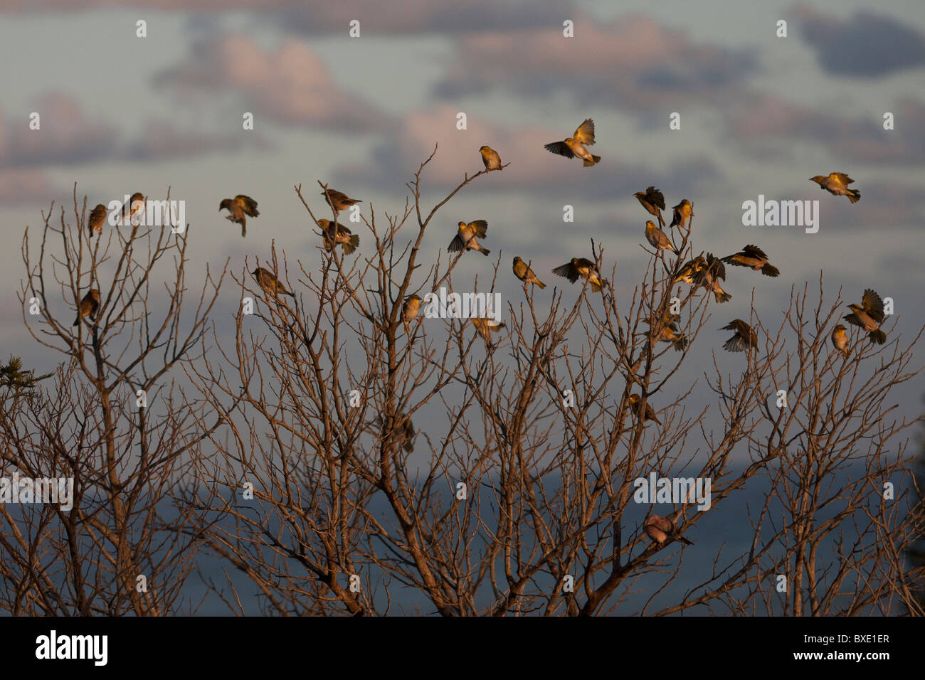 Sortierte Wildvögeln in einem toten Baum mit schönen farbigen Wolken und Meer im Hintergrund Stockfoto