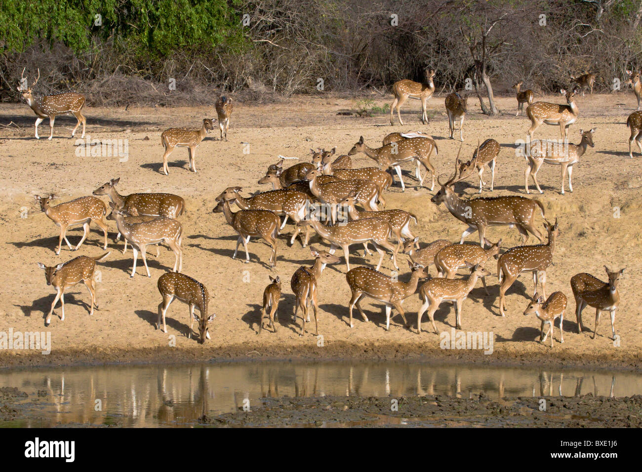 Eine große Herde von gefleckte Rehe "Chital" Mühle über in der Nähe von einem schlammigen Wasserloch Angst vor Krokodilen in Yala NP, Sri Lanka. Stockfoto