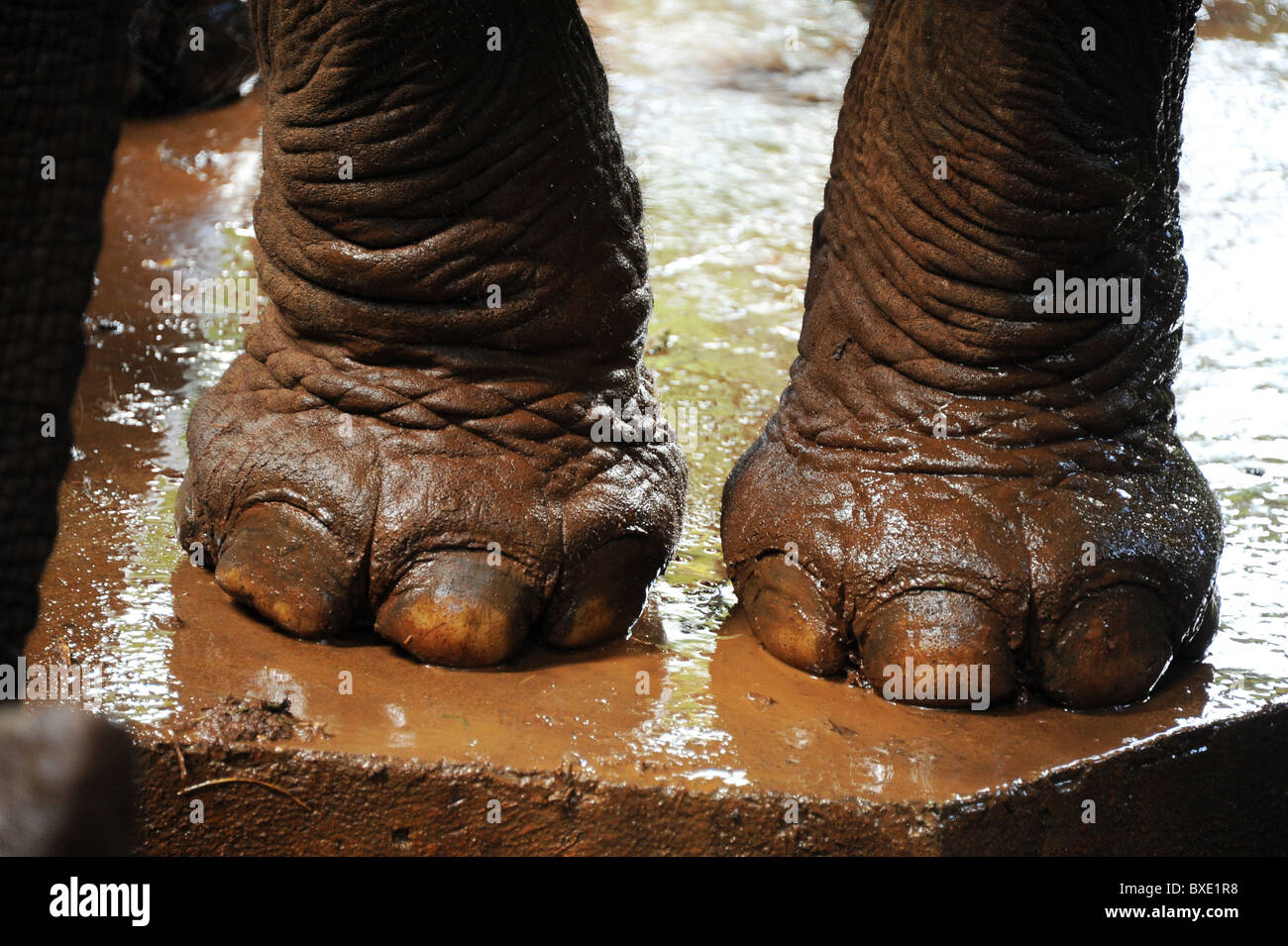 Nahaufnahme von einem Elefanten große Füße und Zehen. Stockfoto