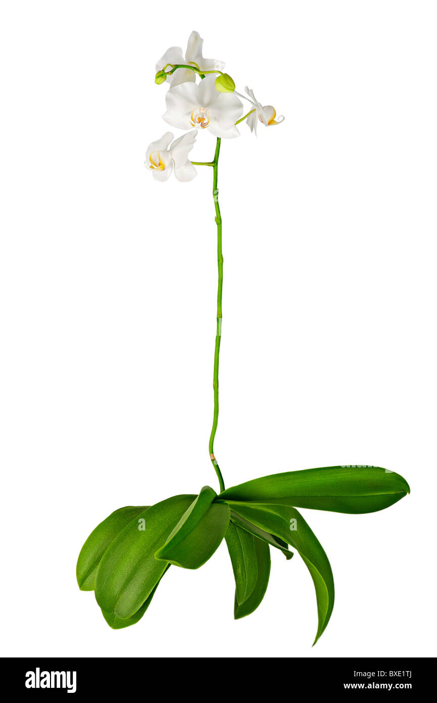 Blühende weiße Orchidee Pflanze mit Blättern isoliert auf weißem Hintergrund Stockfoto