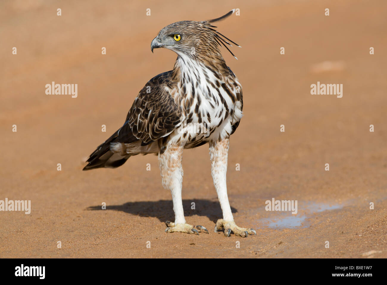 Crested Hawk-Adler oder veränderbar Hawk-Adler (Nisaetus Cirrhatus) am Yala NP, Sri Lanka. Stockfoto