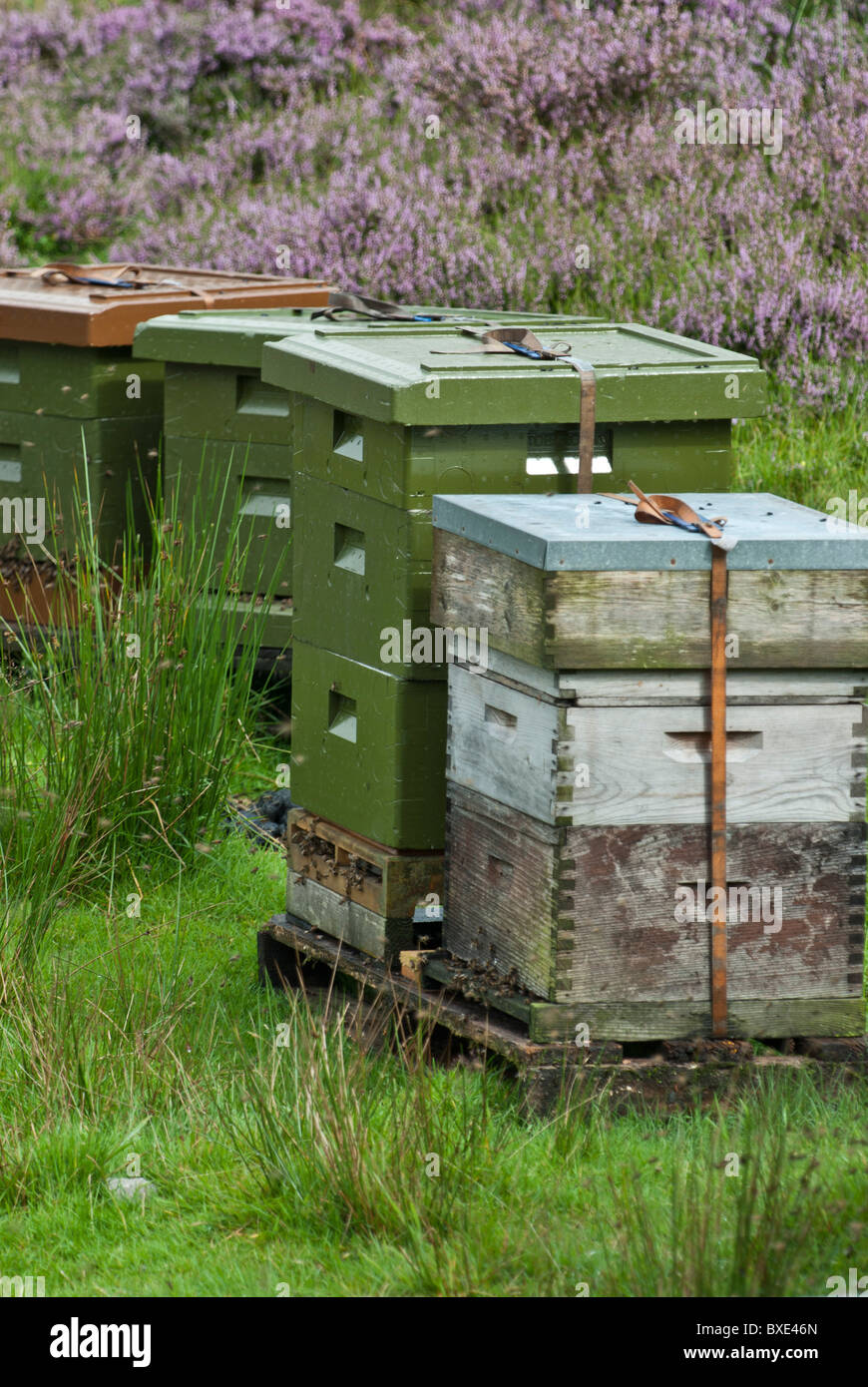 Bienenstöcke Langstroth Bienenstock-Boxen in schottisches Heidekraut, August. Dumfries and Galloway, Schottland. Stockfoto