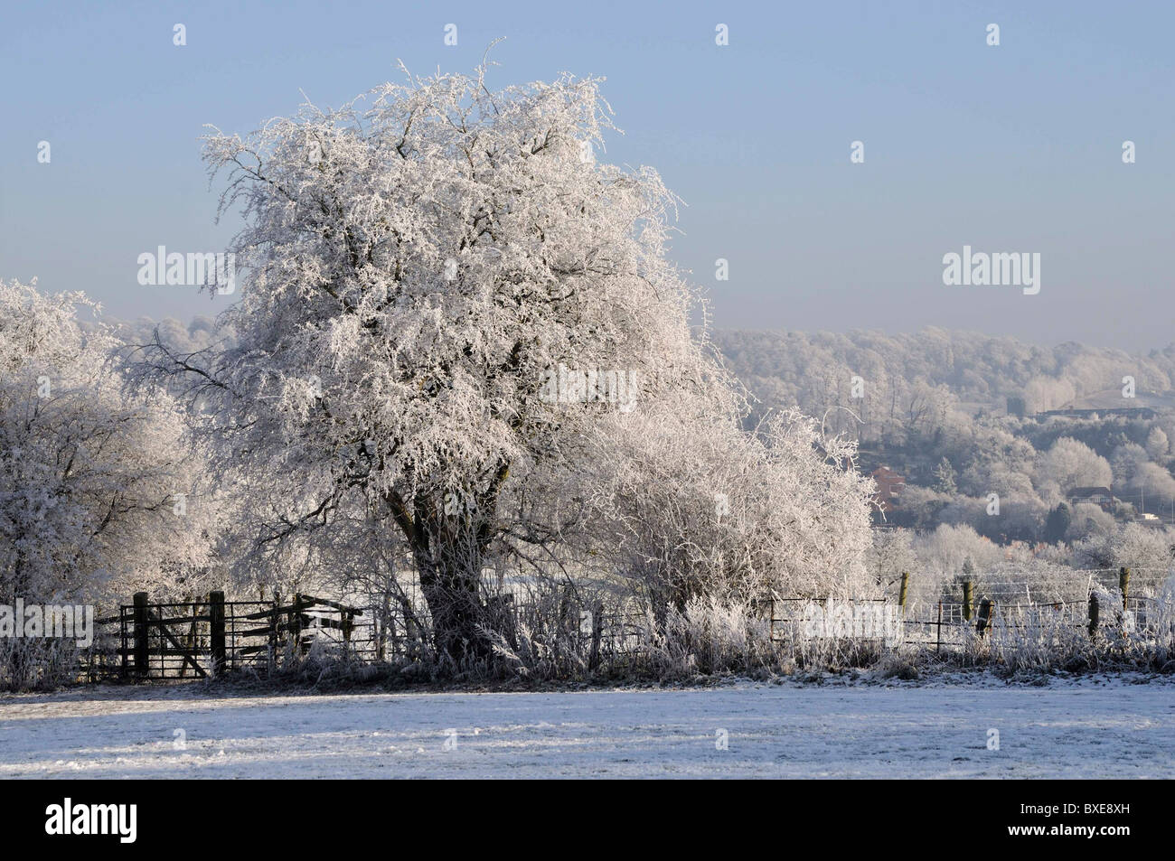 Raureif, Tor, Schnee, Baum, Eis, kalt, Winter Stockfoto