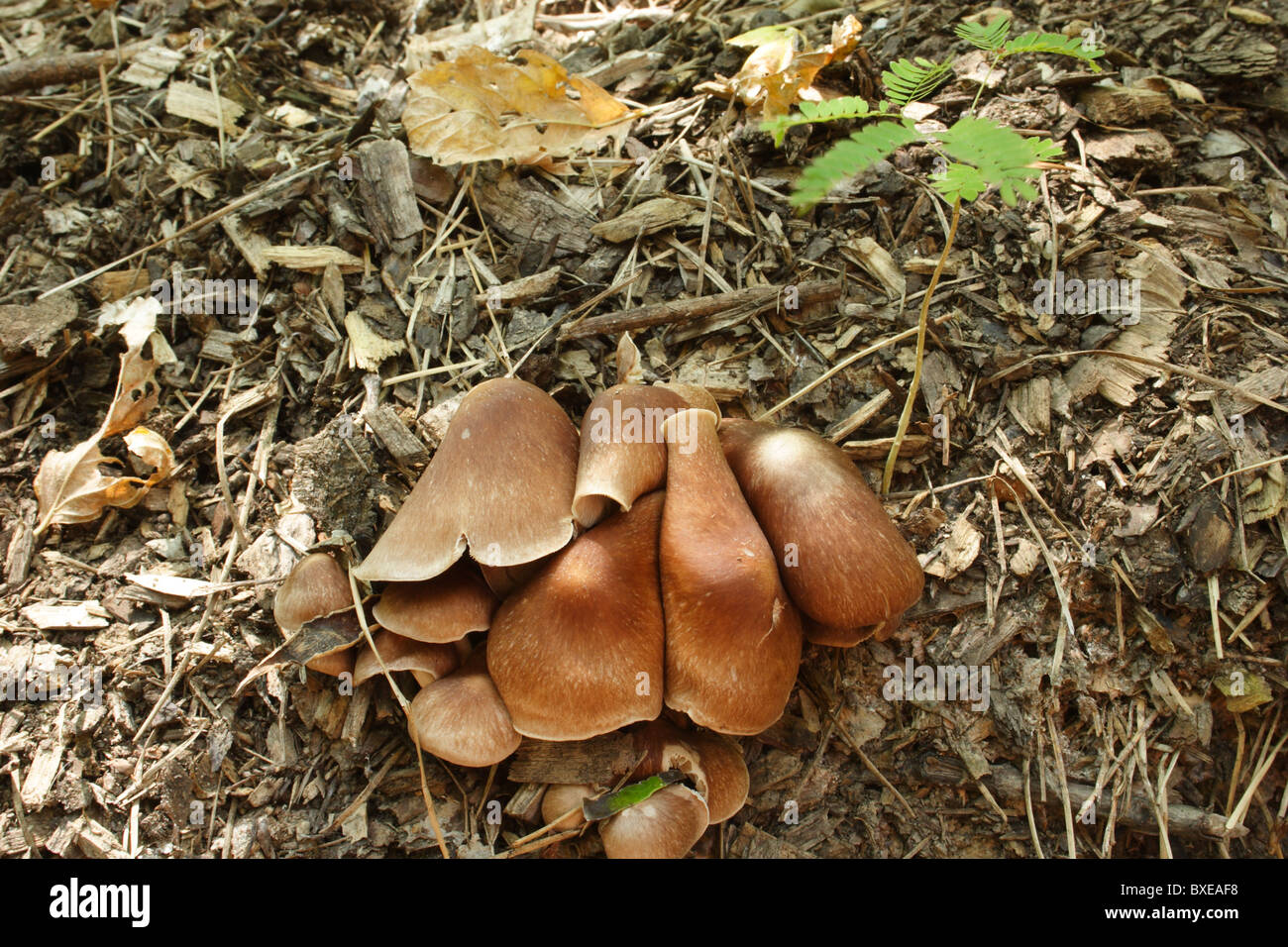 Pilze wachsen in Kompost. Midlothian, Virginia Stockfoto