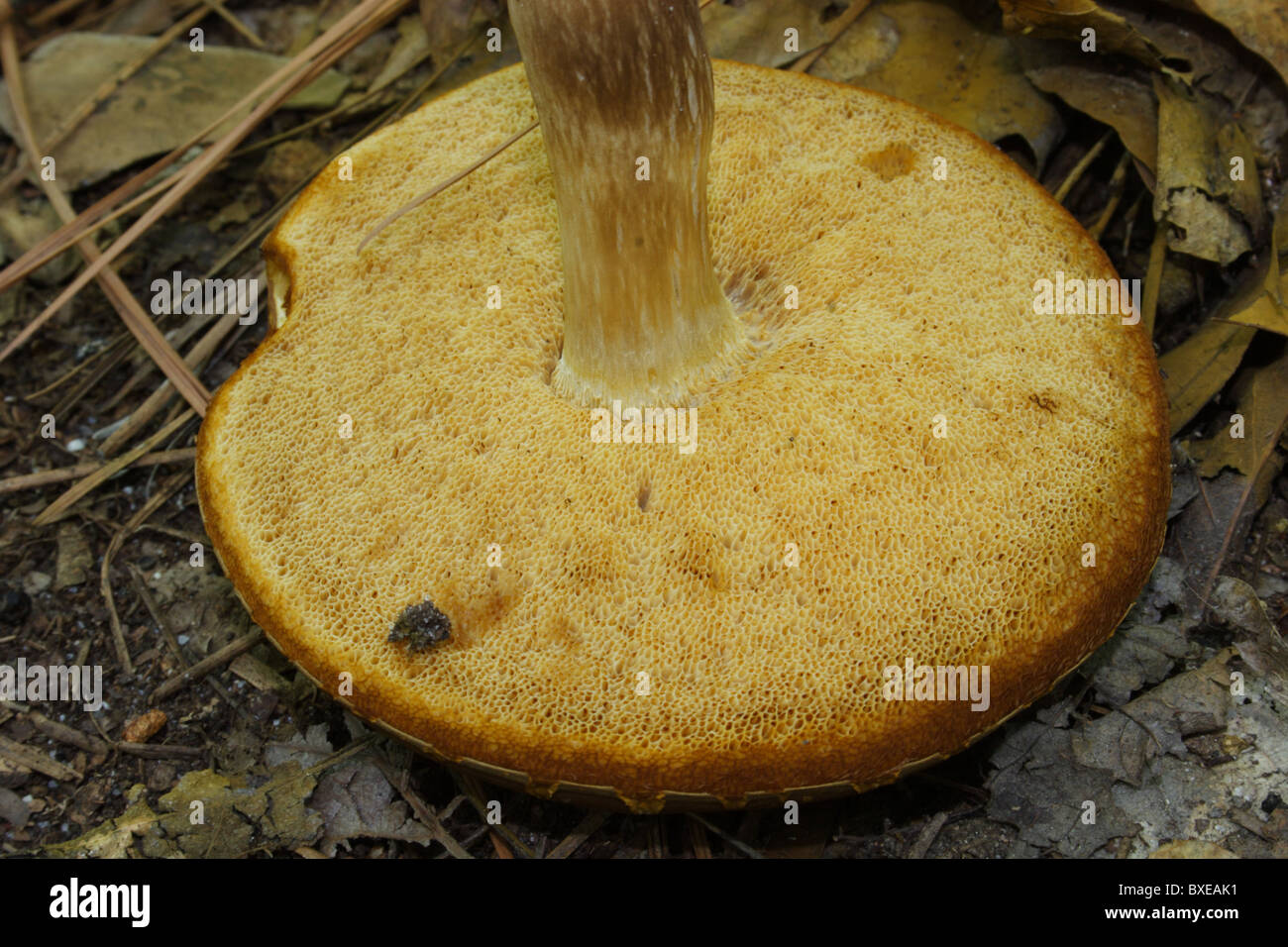 Bolete Pilz zeigt des Schaums wie Poren auf der Unterseite und dicken Stiel... Midlothian, Virginia Stockfoto
