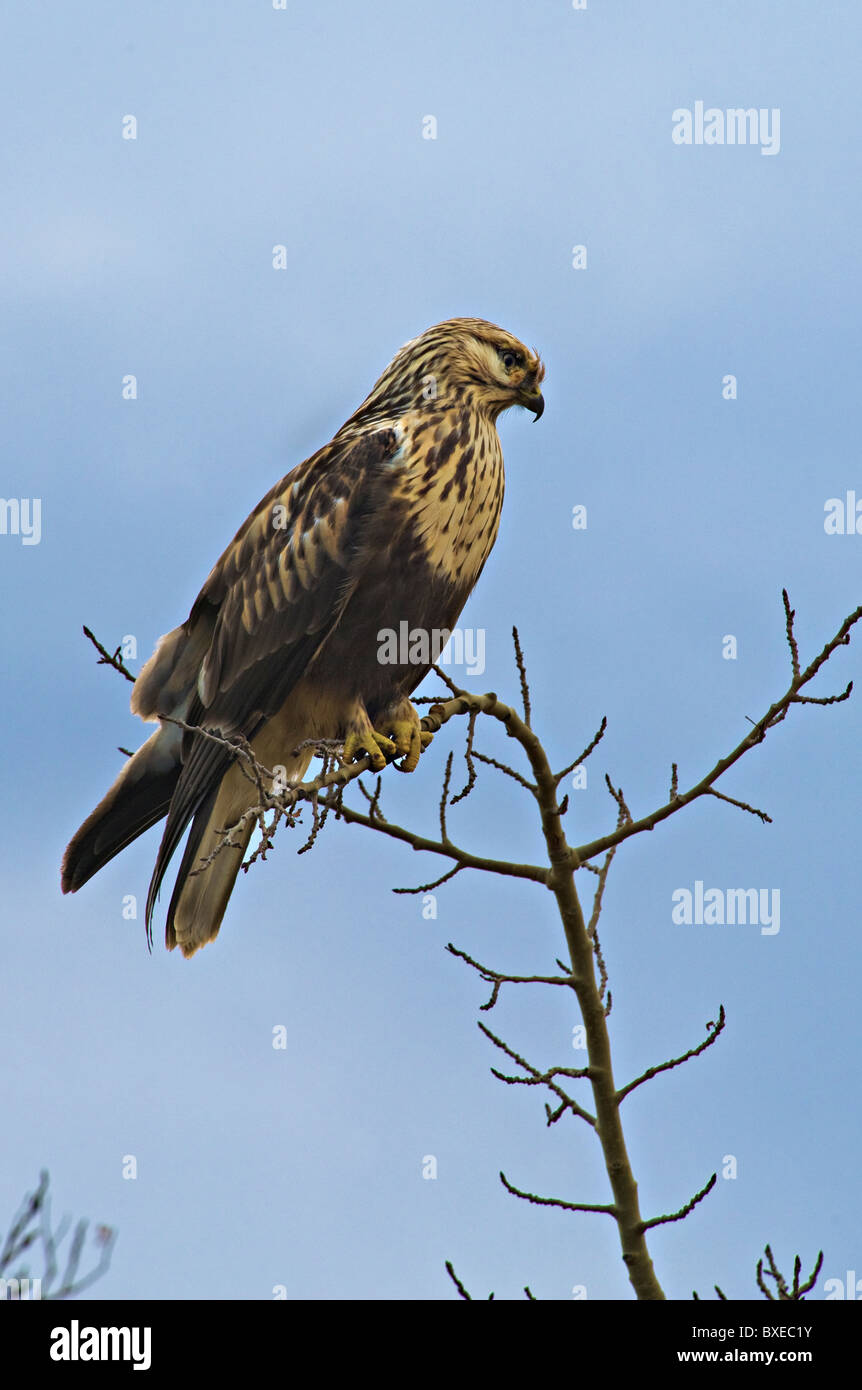 Ein rau – Dreibein Falke thront auf dem oberen Baum Stockfoto