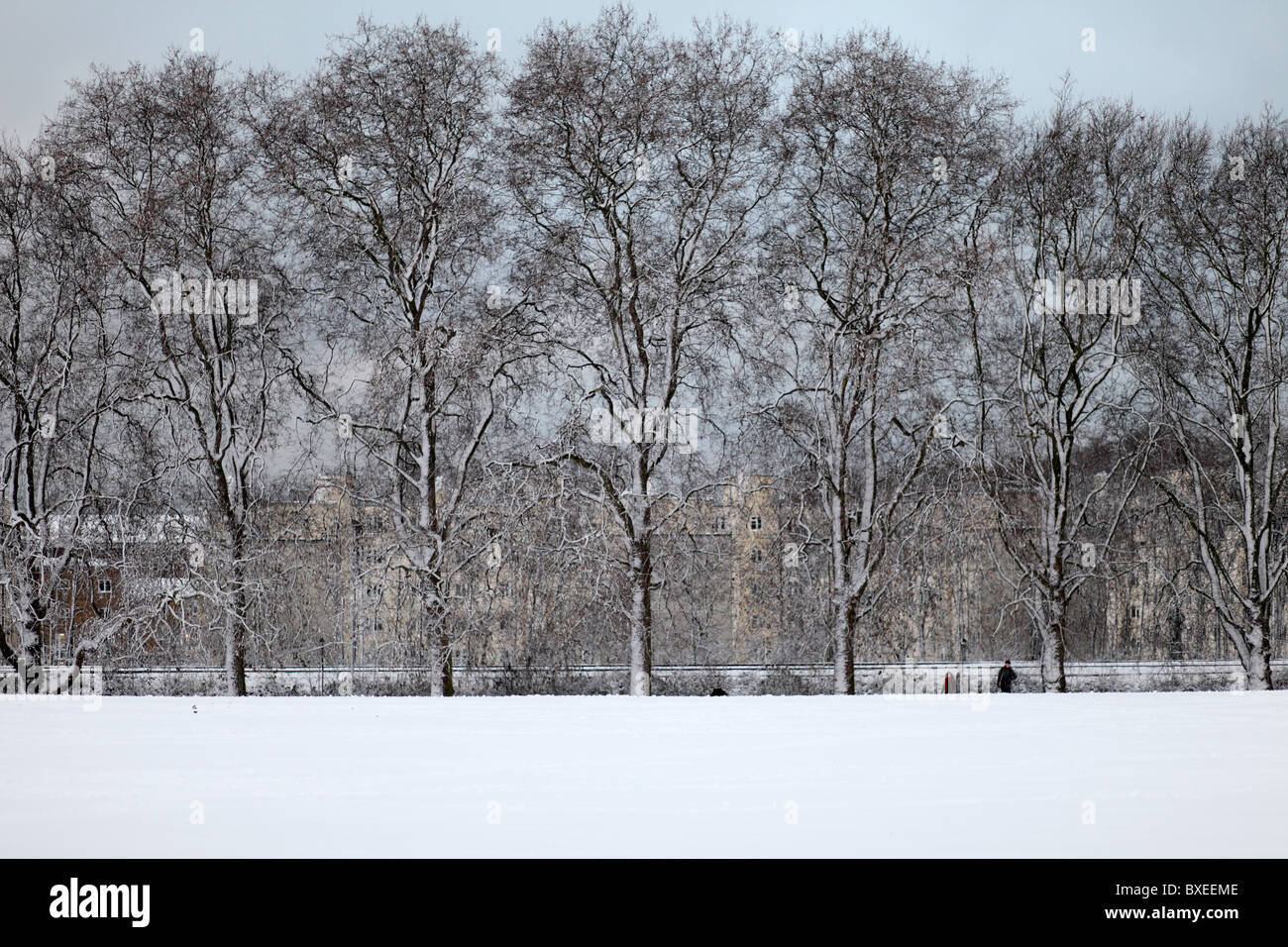 Bäume unter Schnee im park Stockfoto