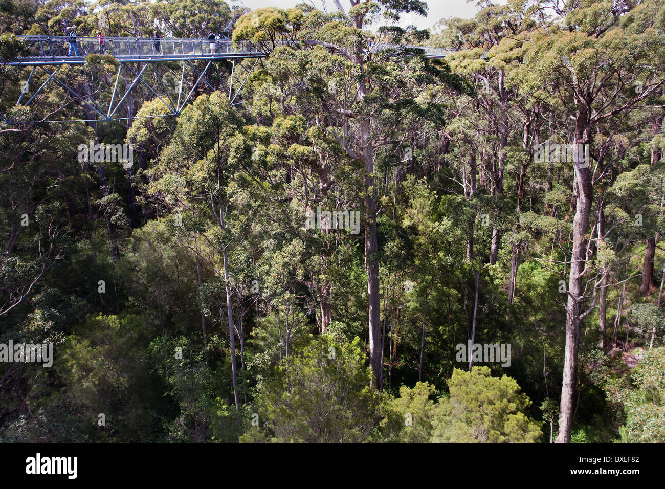 Touristen gehen bei 40m unter den Baumwipfeln Prickeln im Tal der Riesen Treetop Walk in der Nähe von Walpole in Western Australia Stockfoto